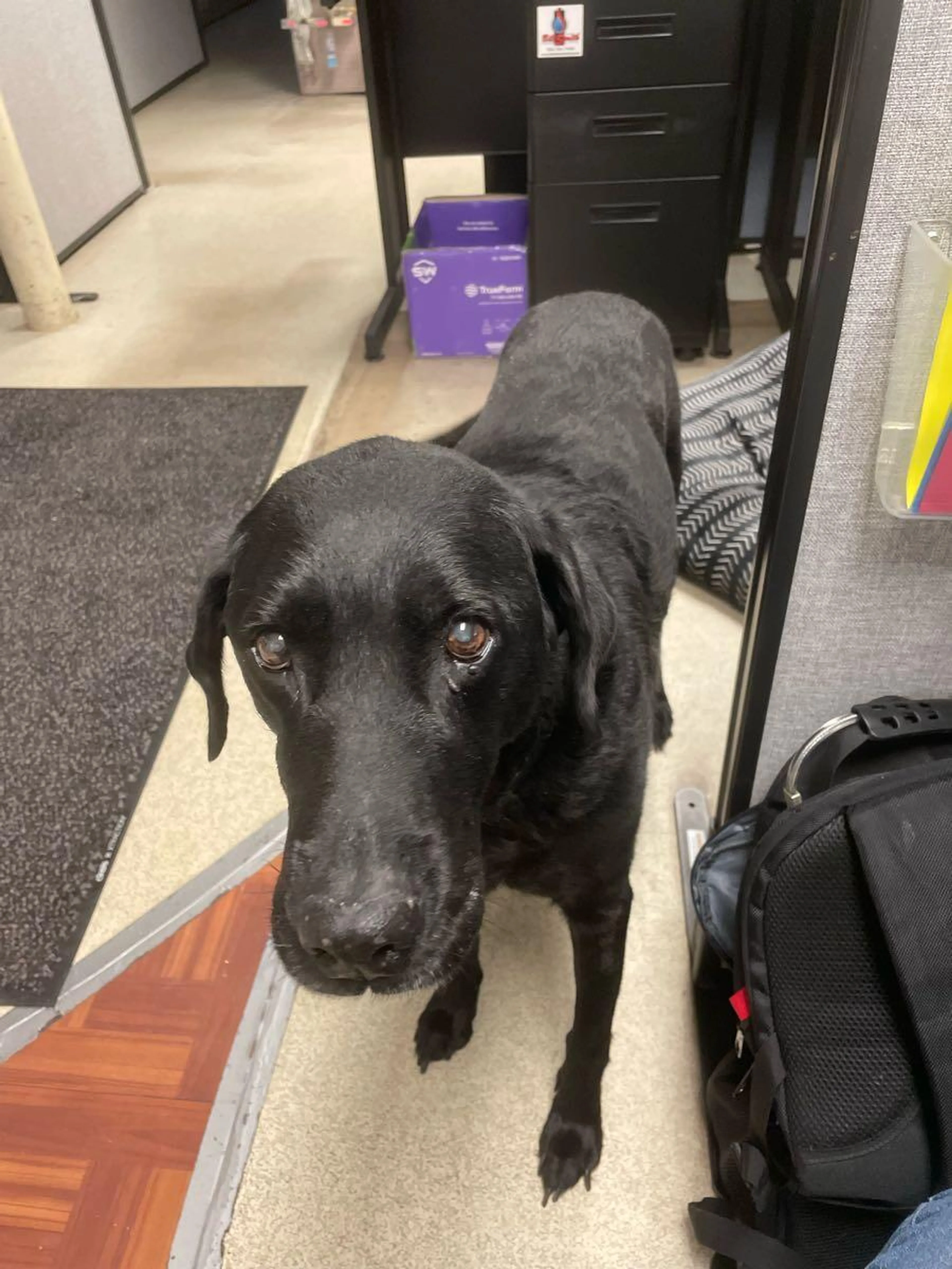 Lost pet