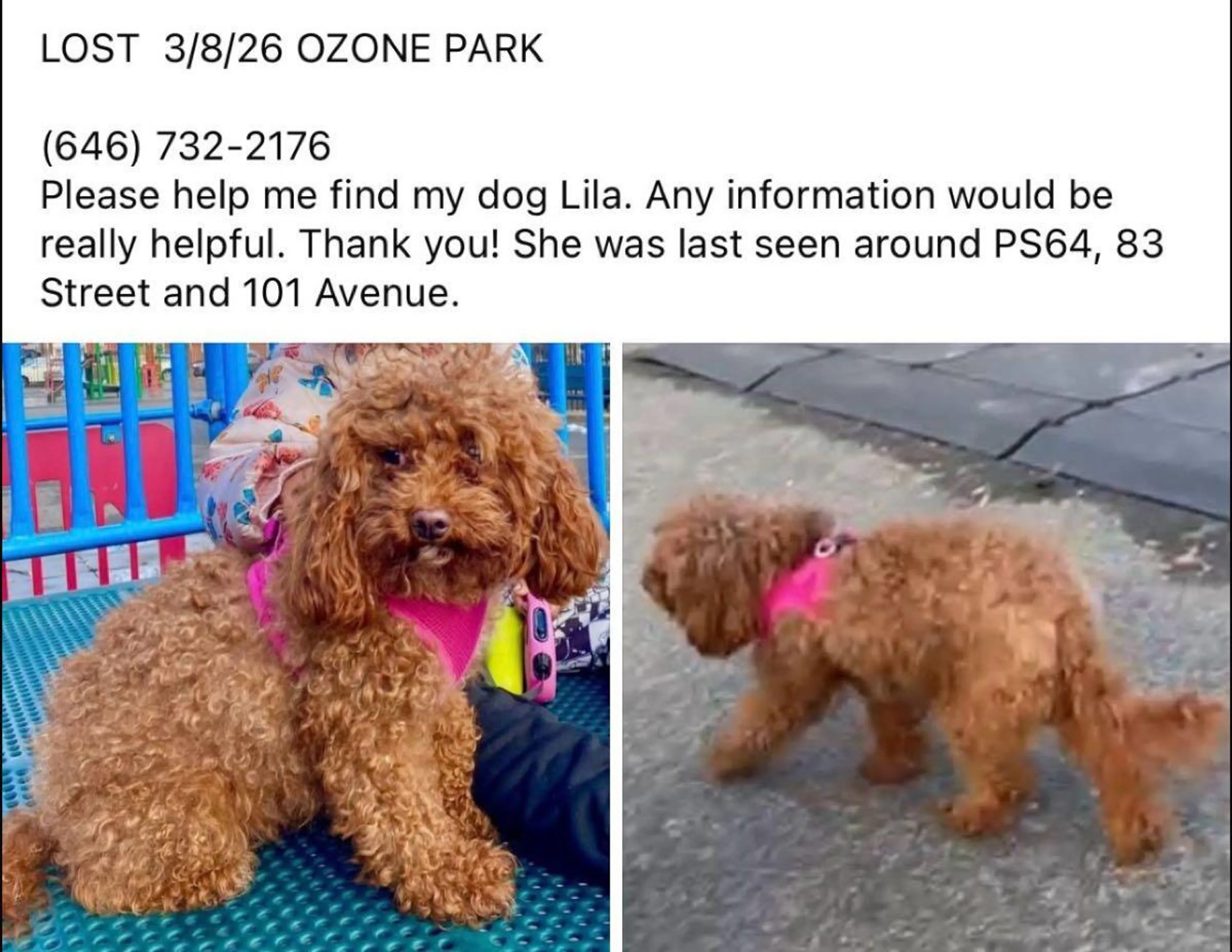 Lost pet