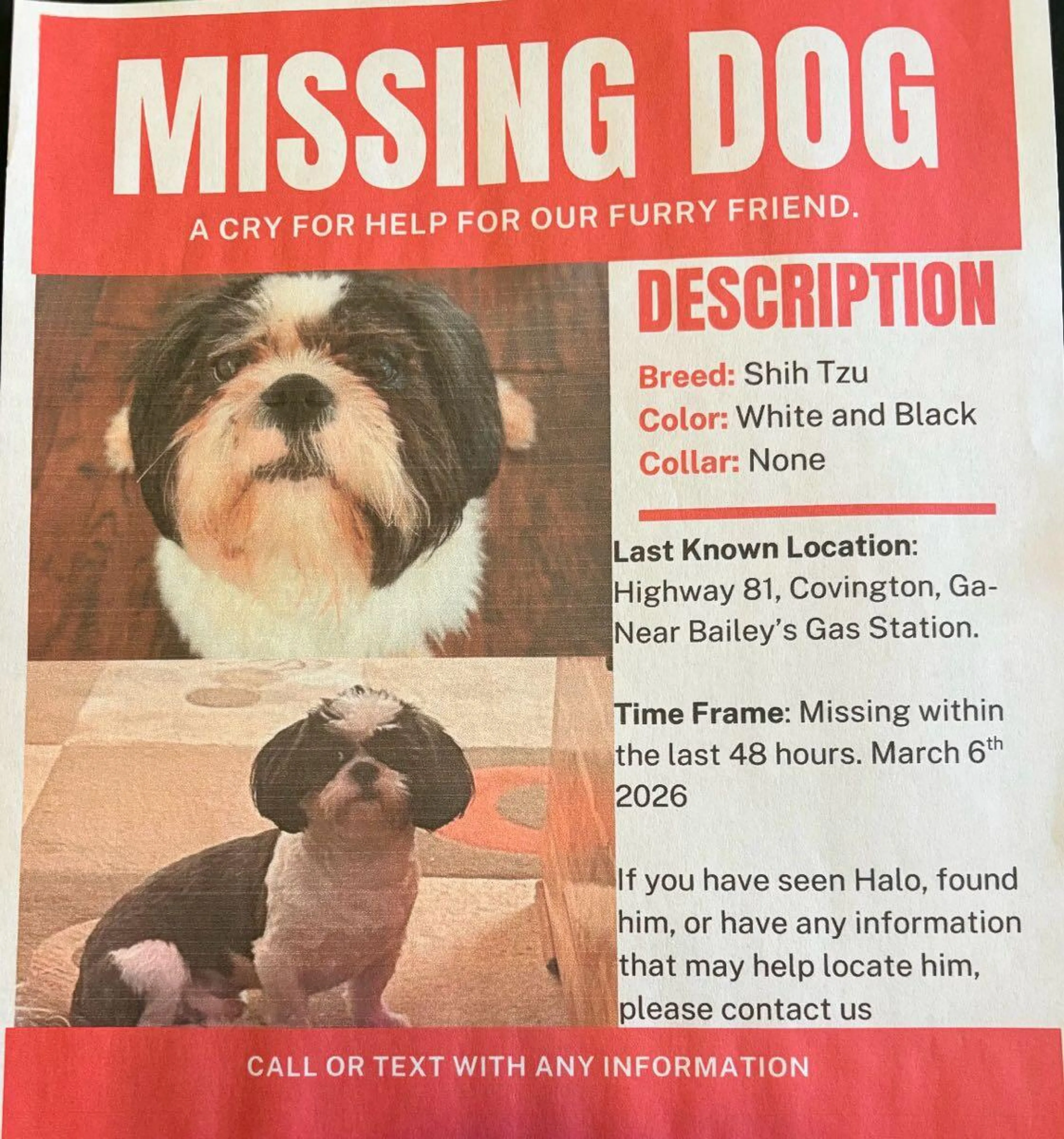 Lost pet