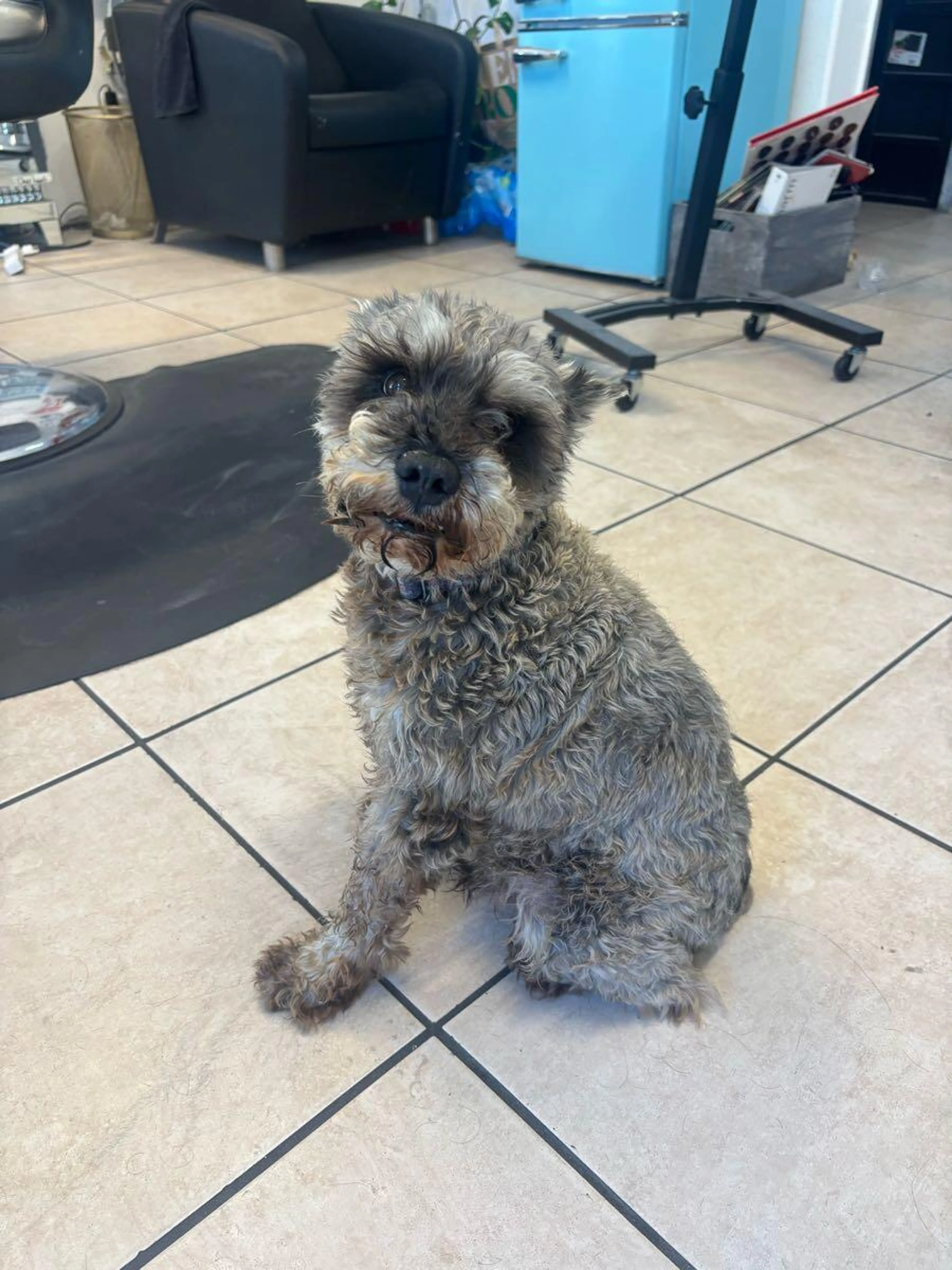 Found pet