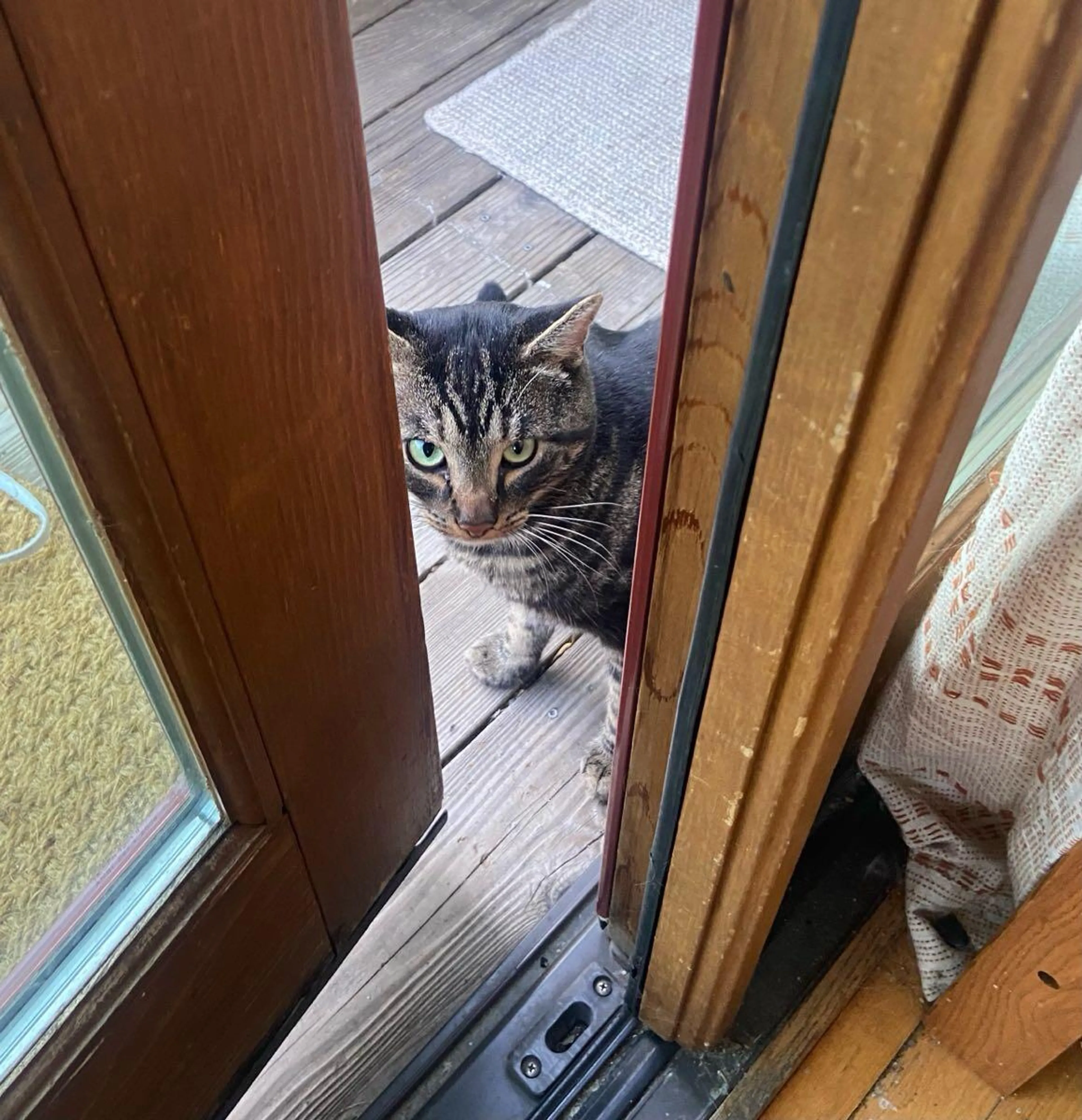 Found pet