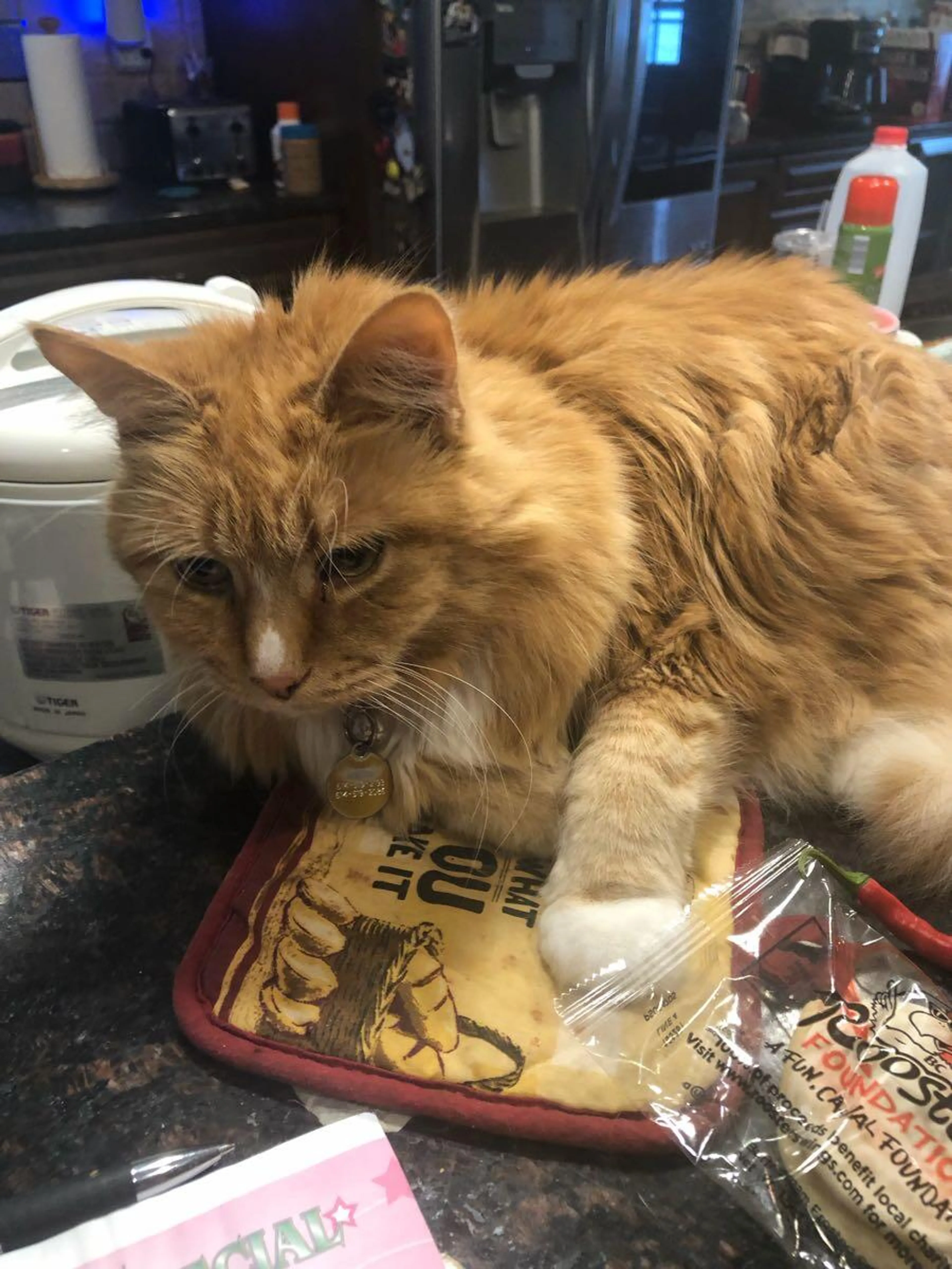 Lost pet