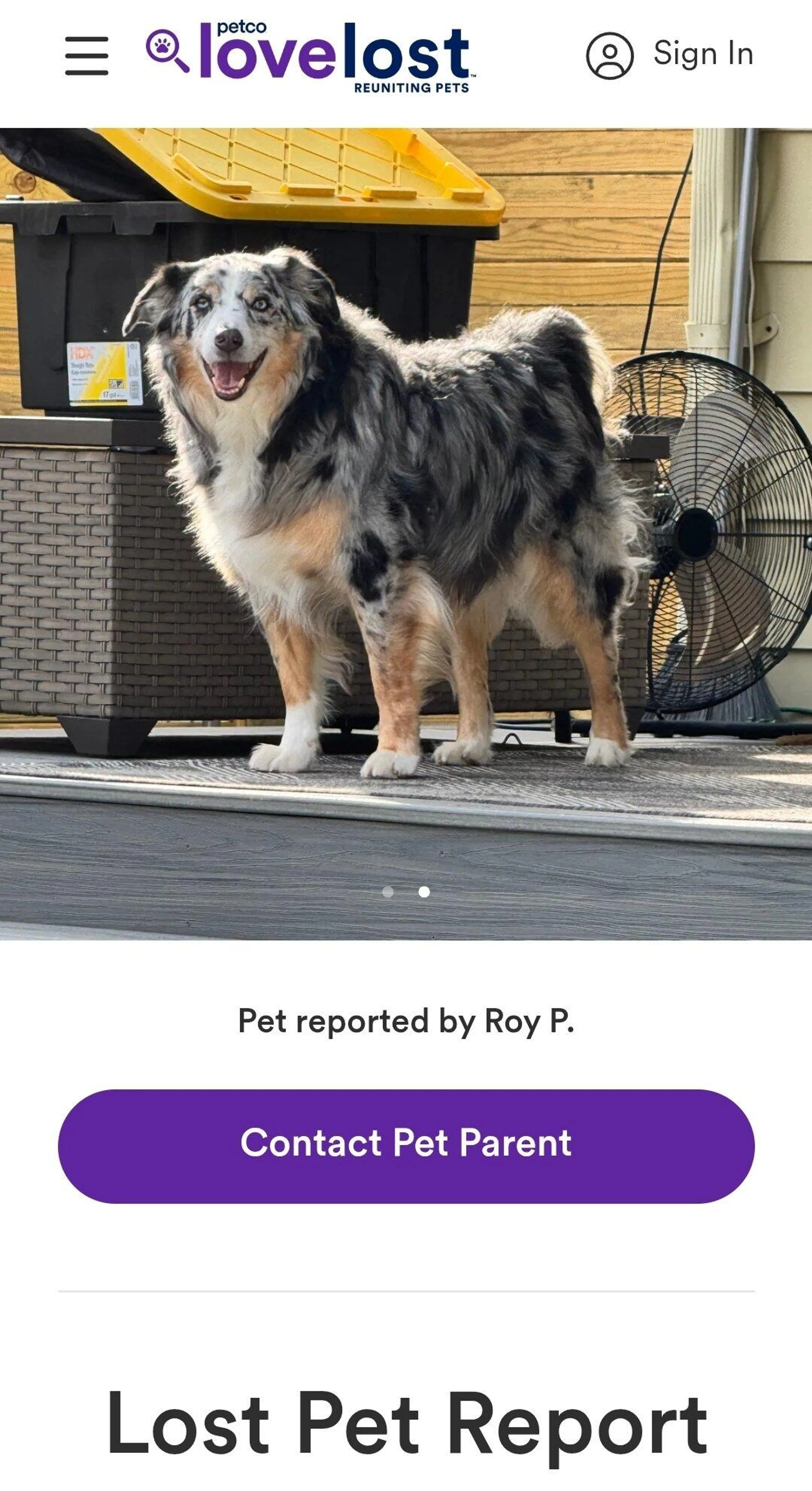 Lost pet