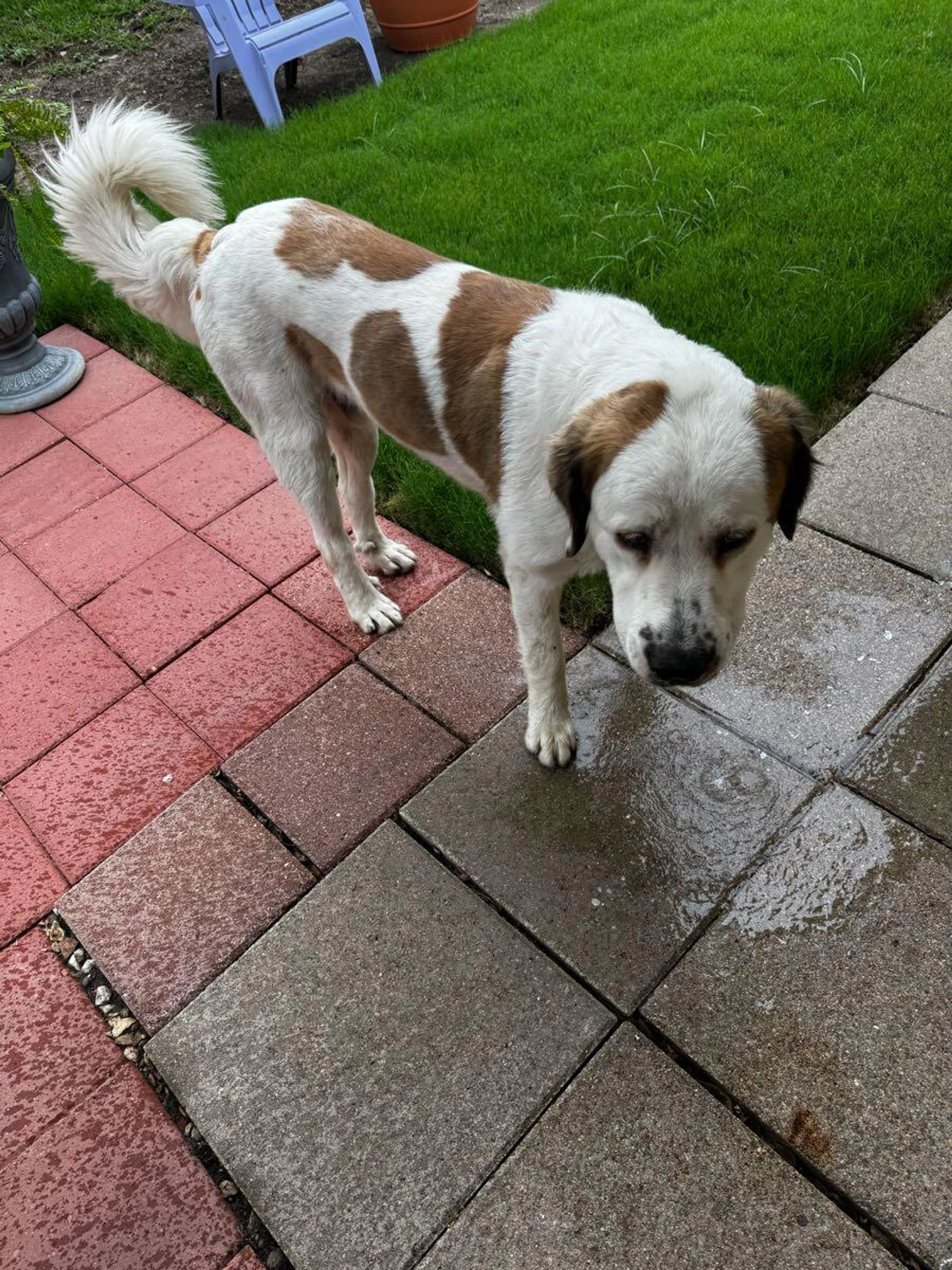 Found pet