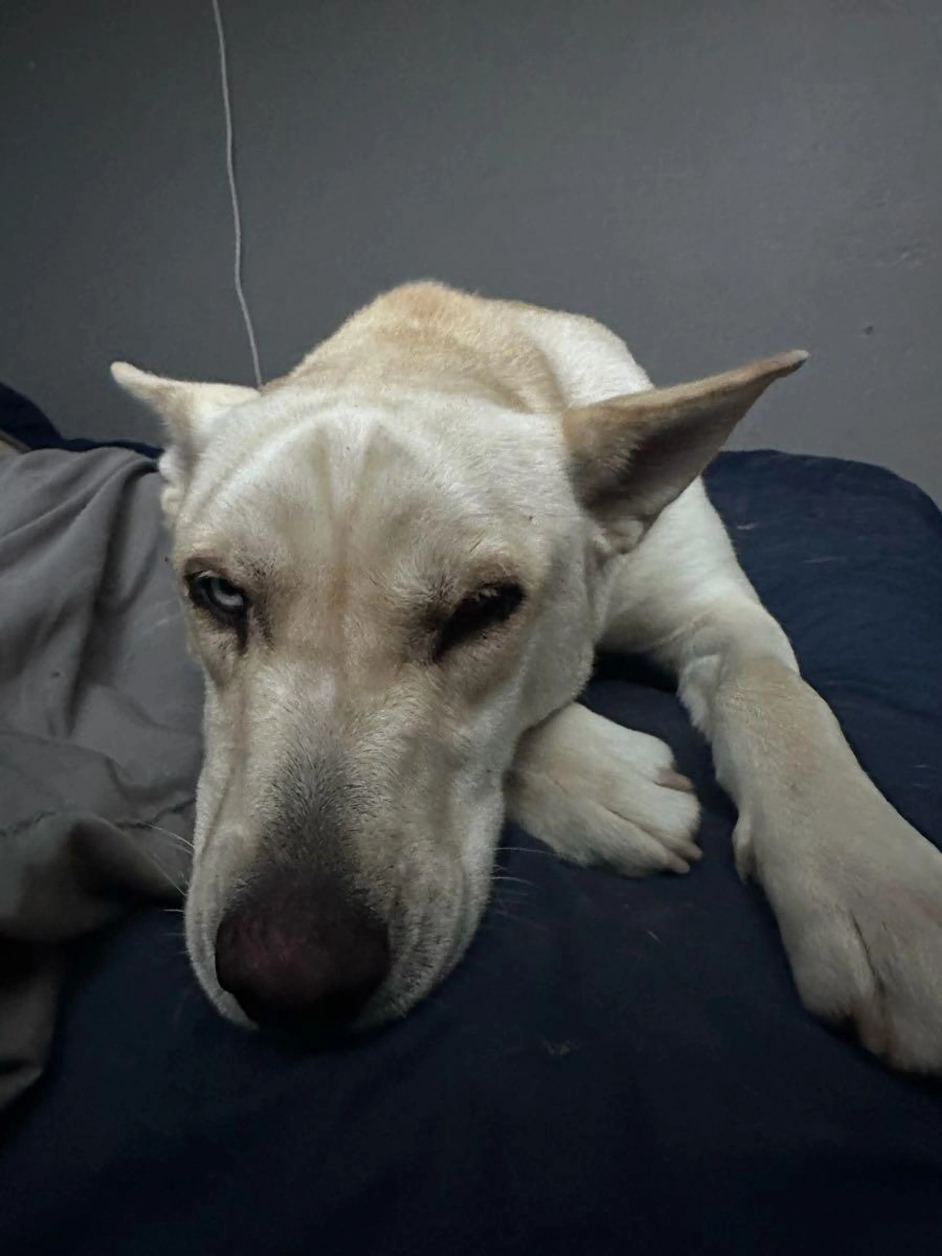 Found pet