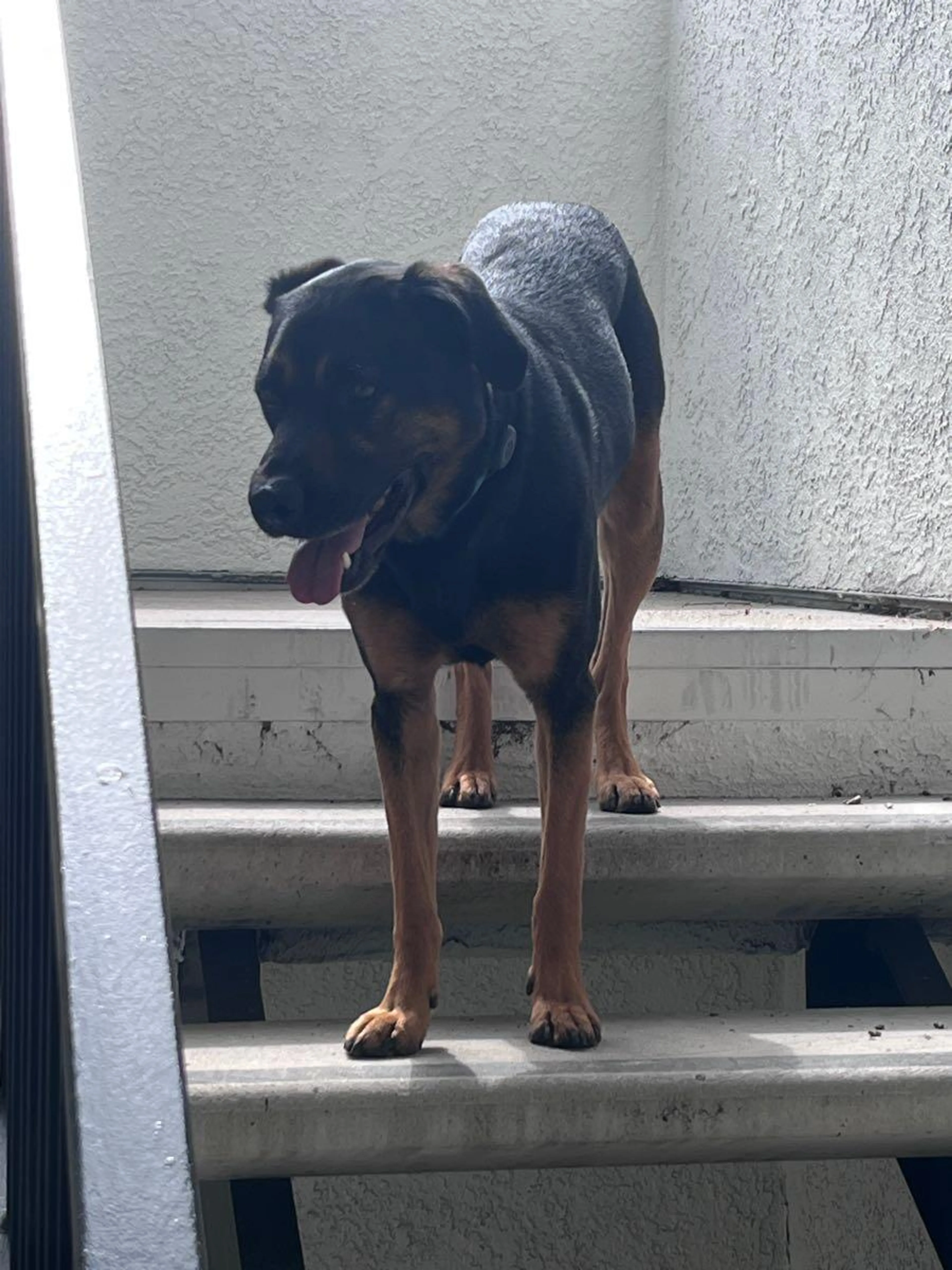 Found pet