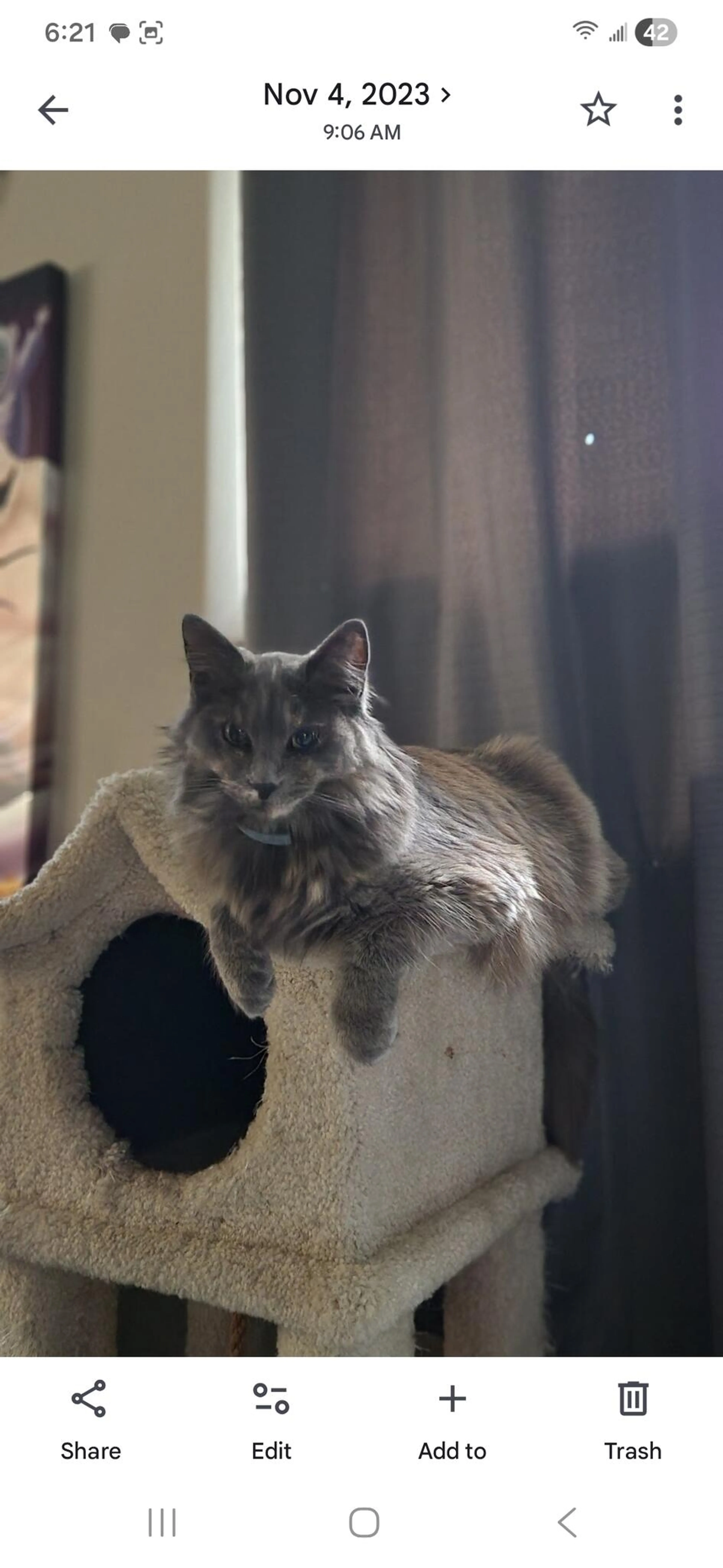 Lost pet