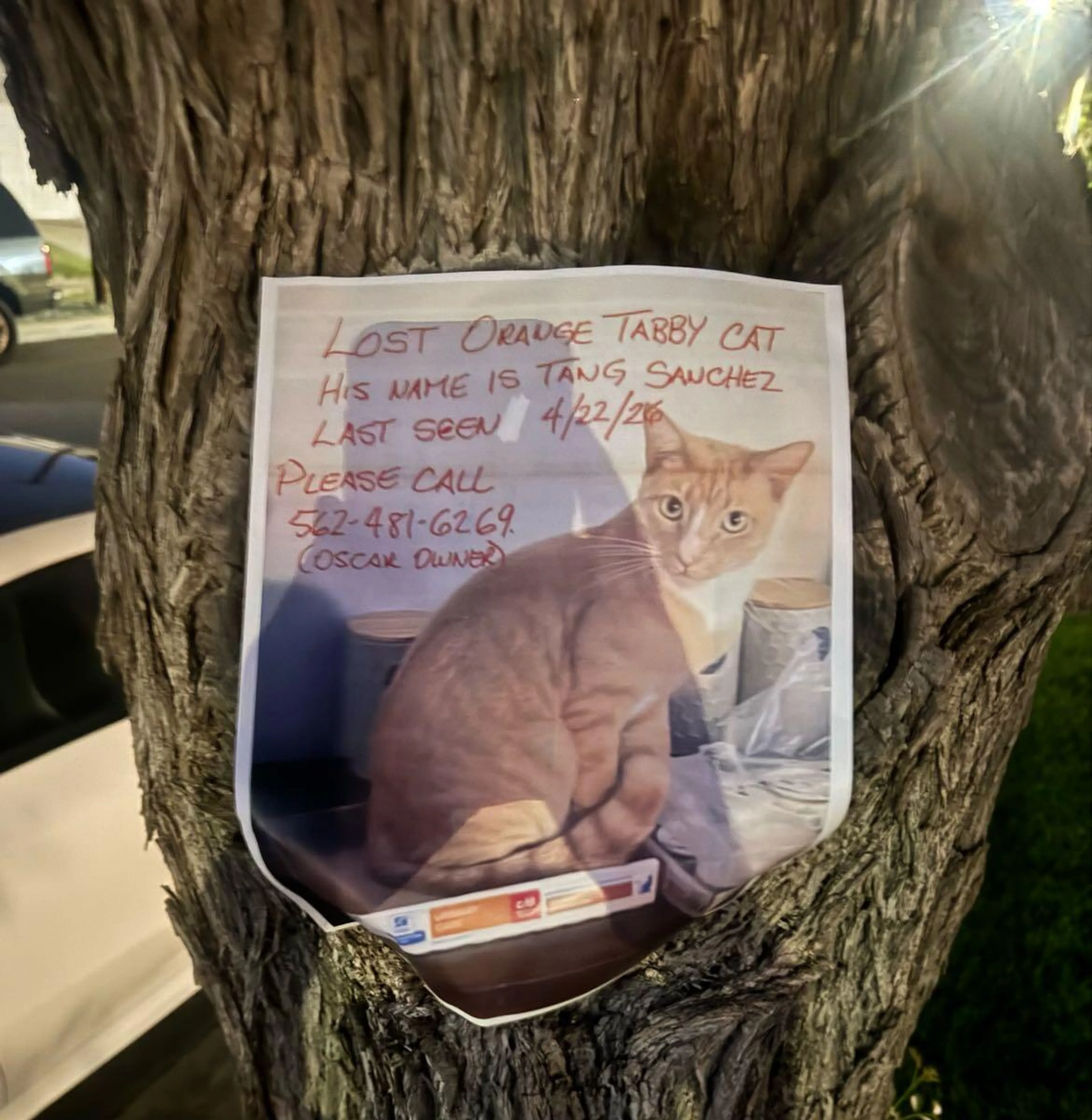 Lost pet