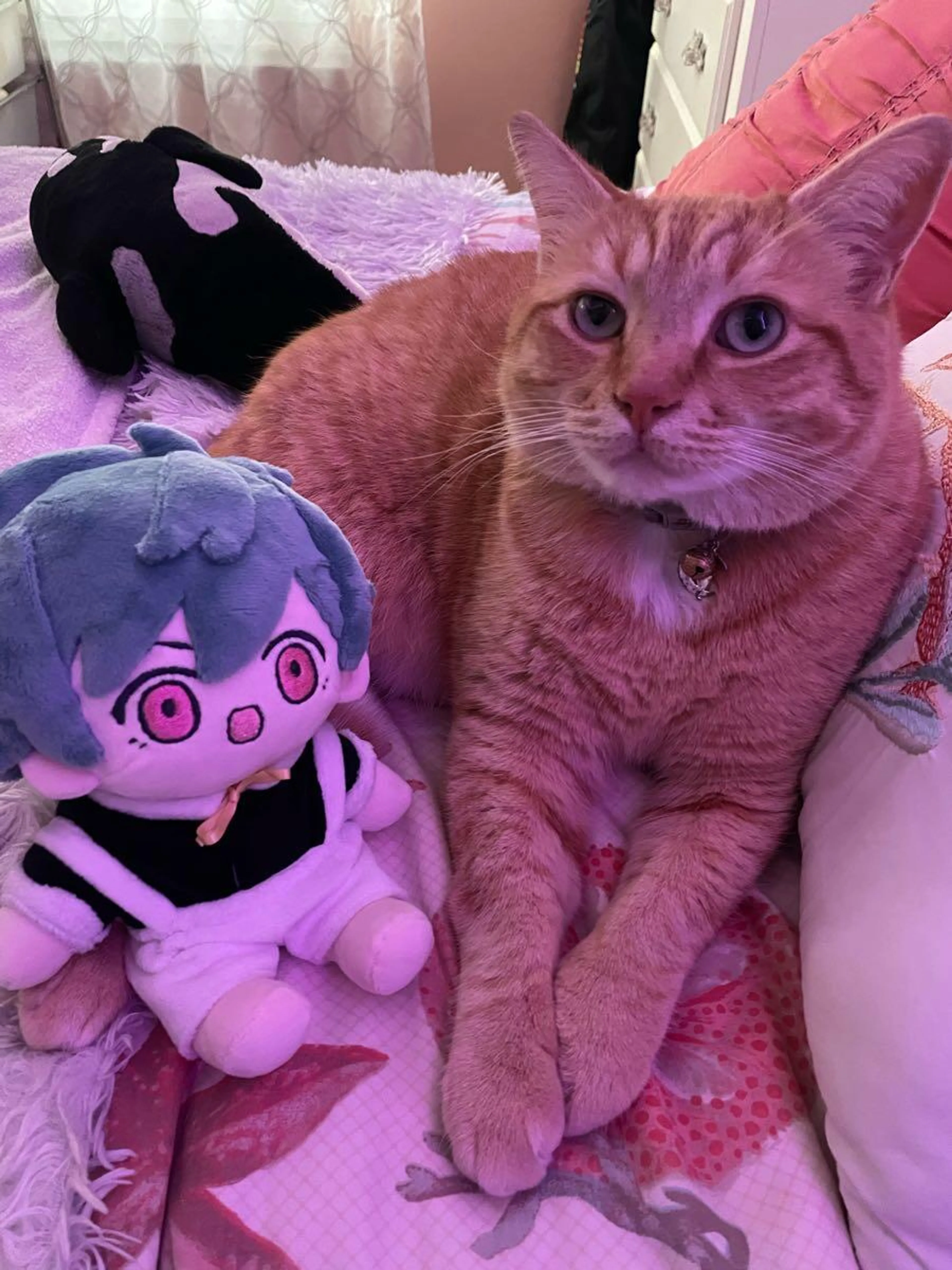 Lost pet