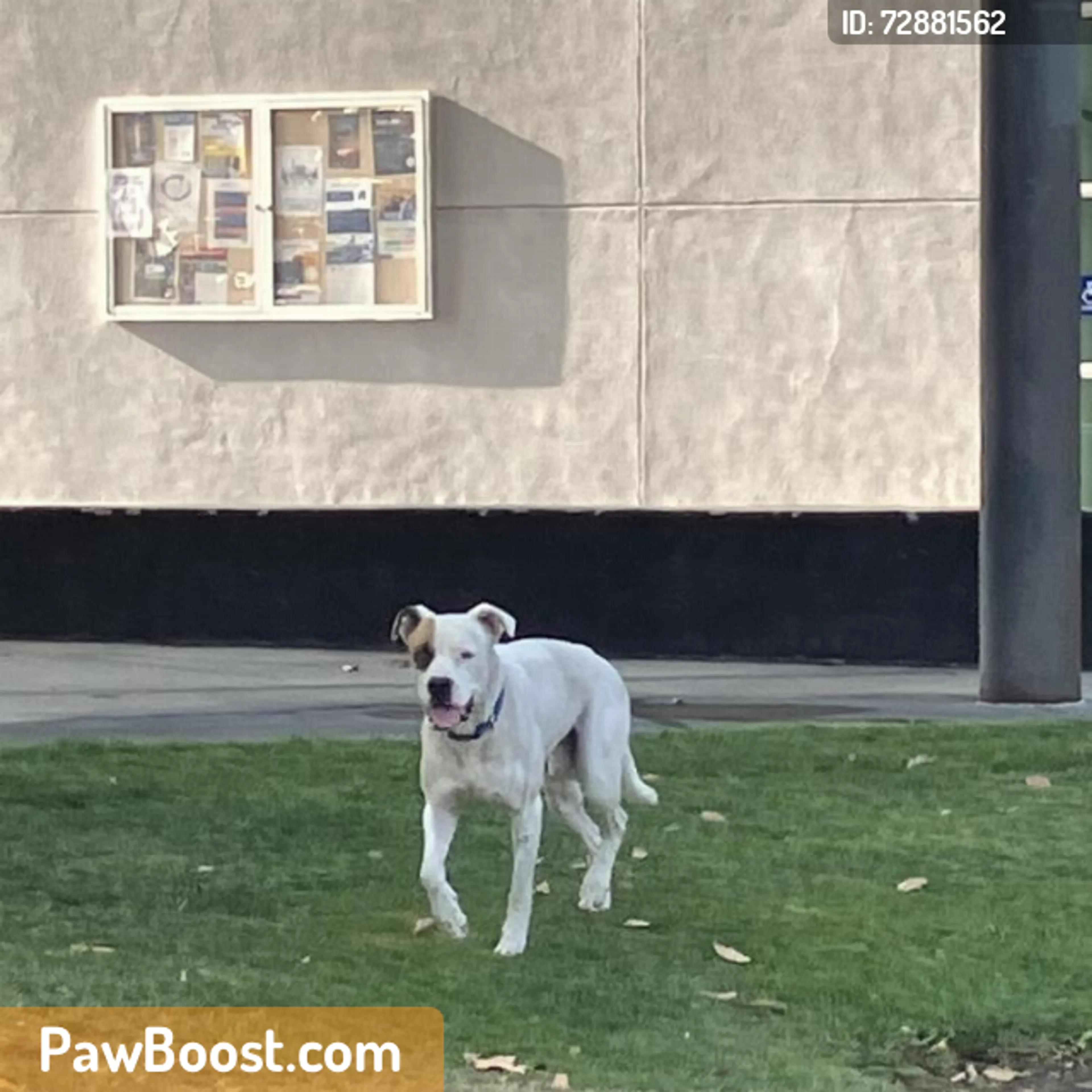 Found pet