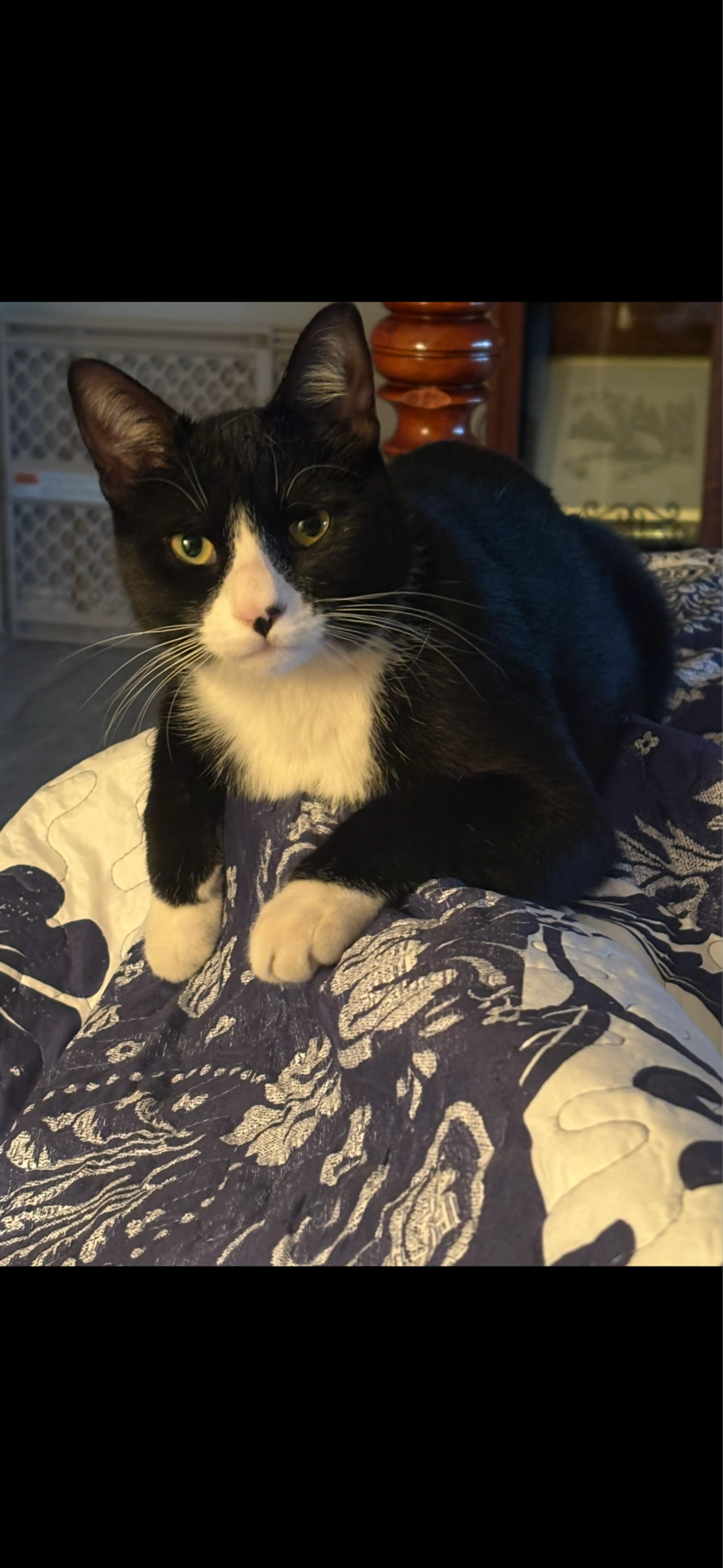 Lost pet