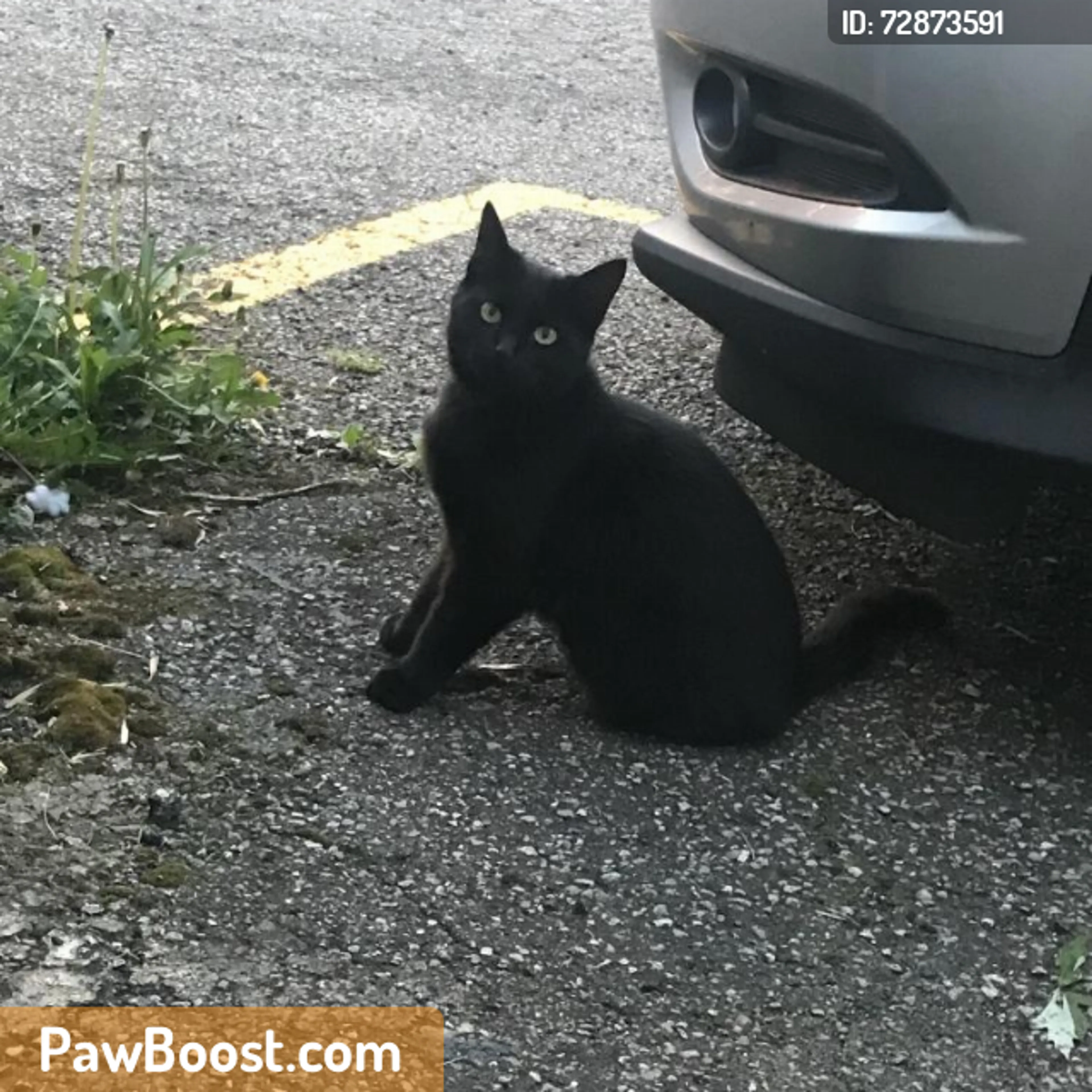 Found pet