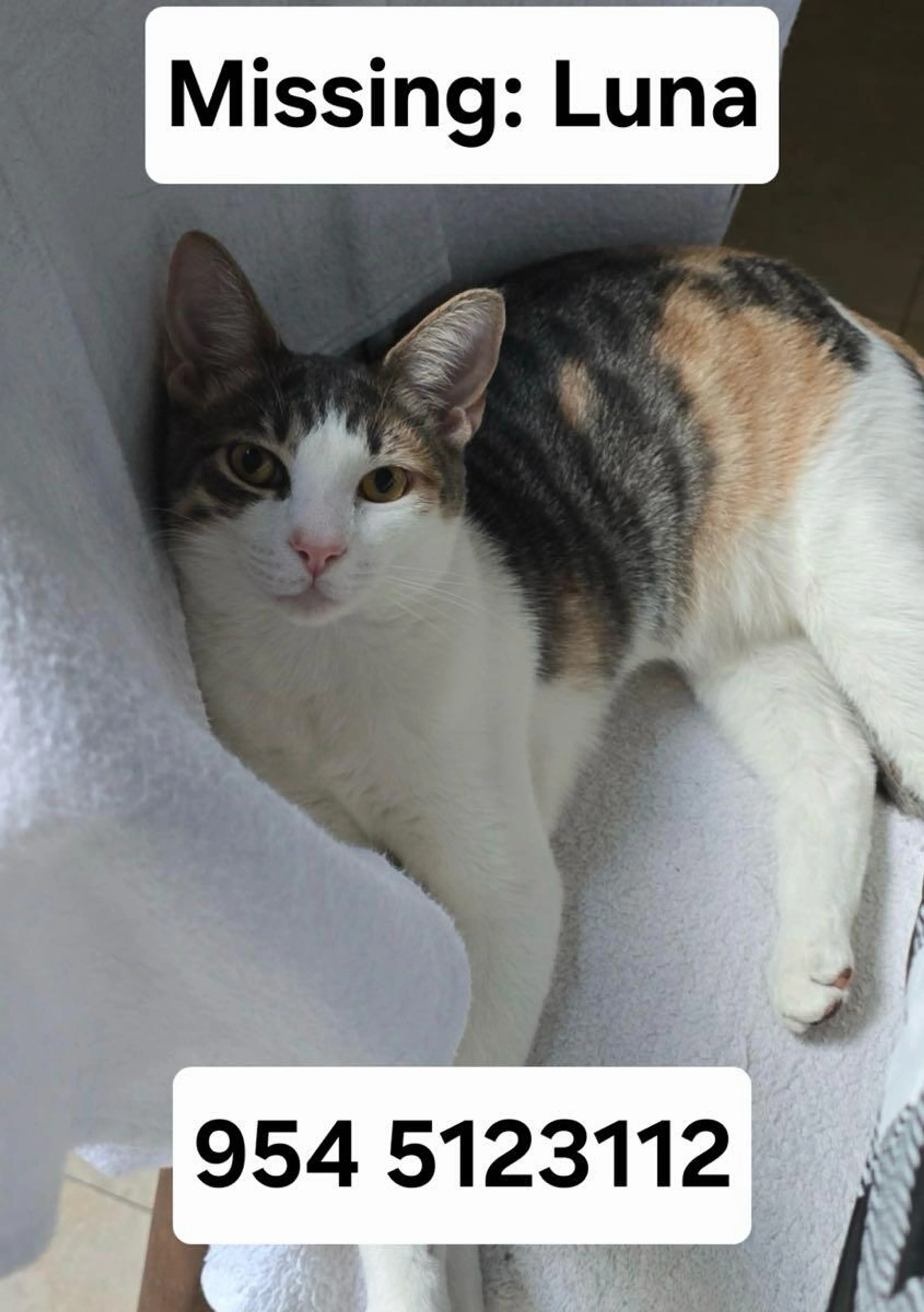 Lost pet