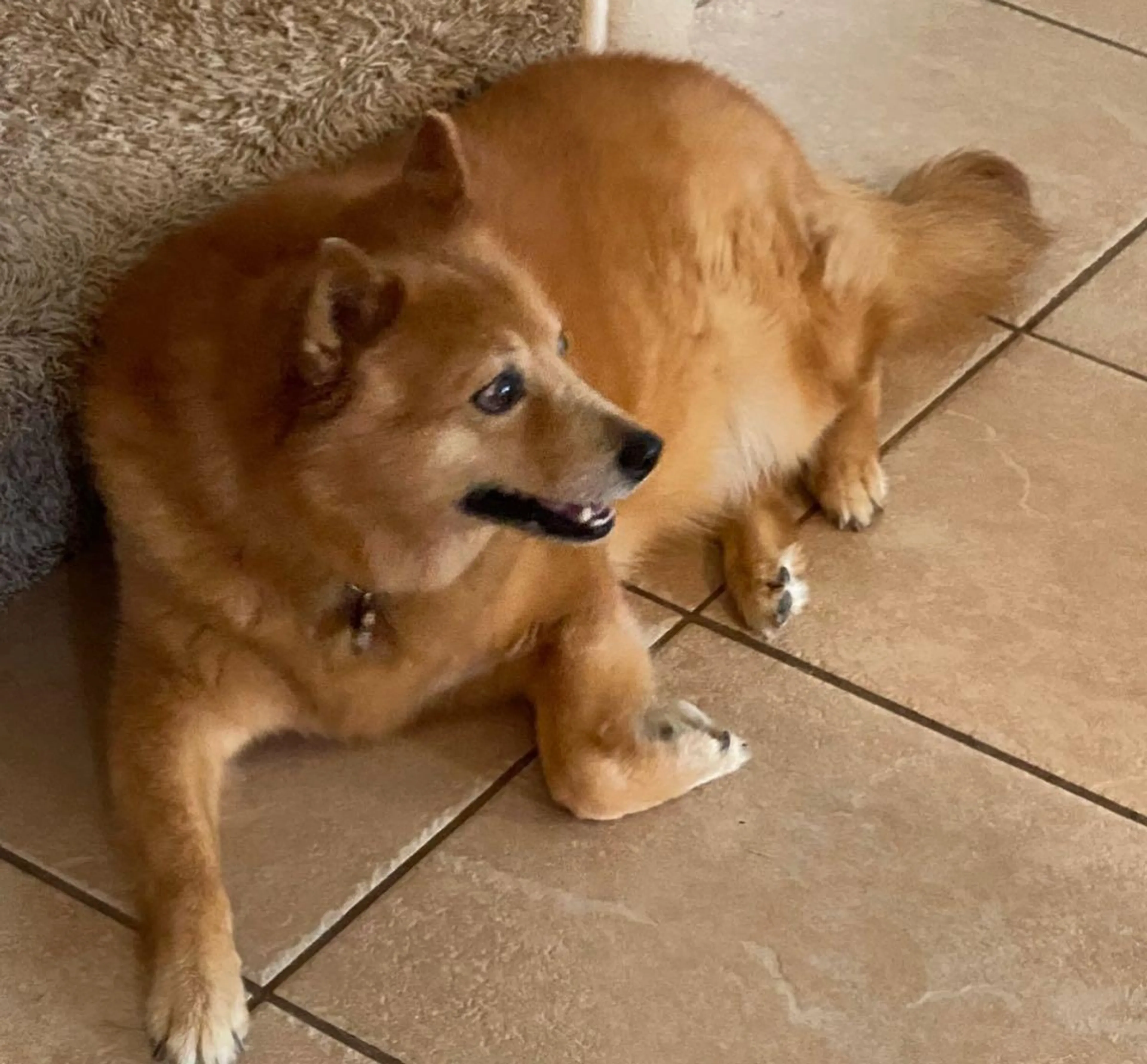 Lost pet