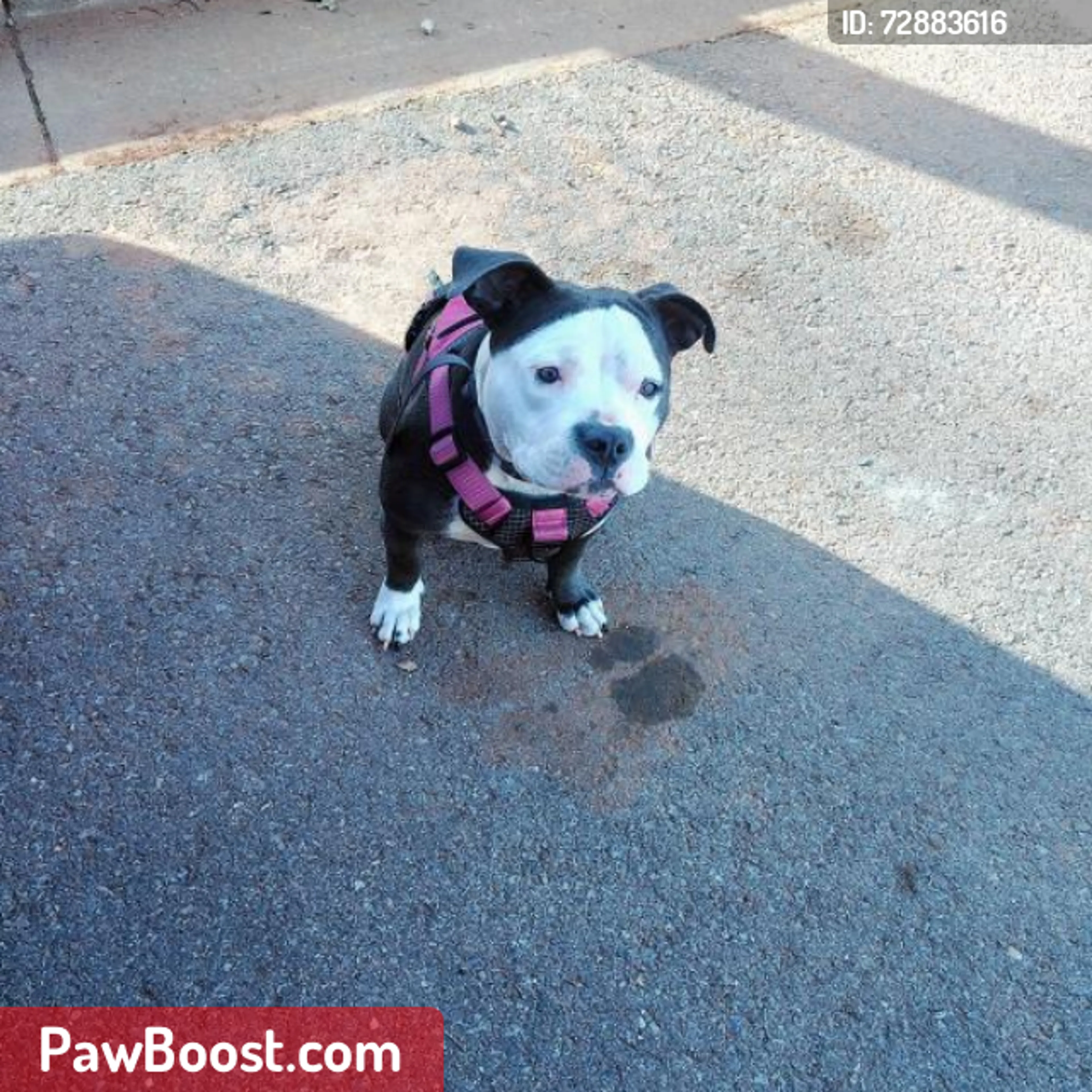 Lost pet