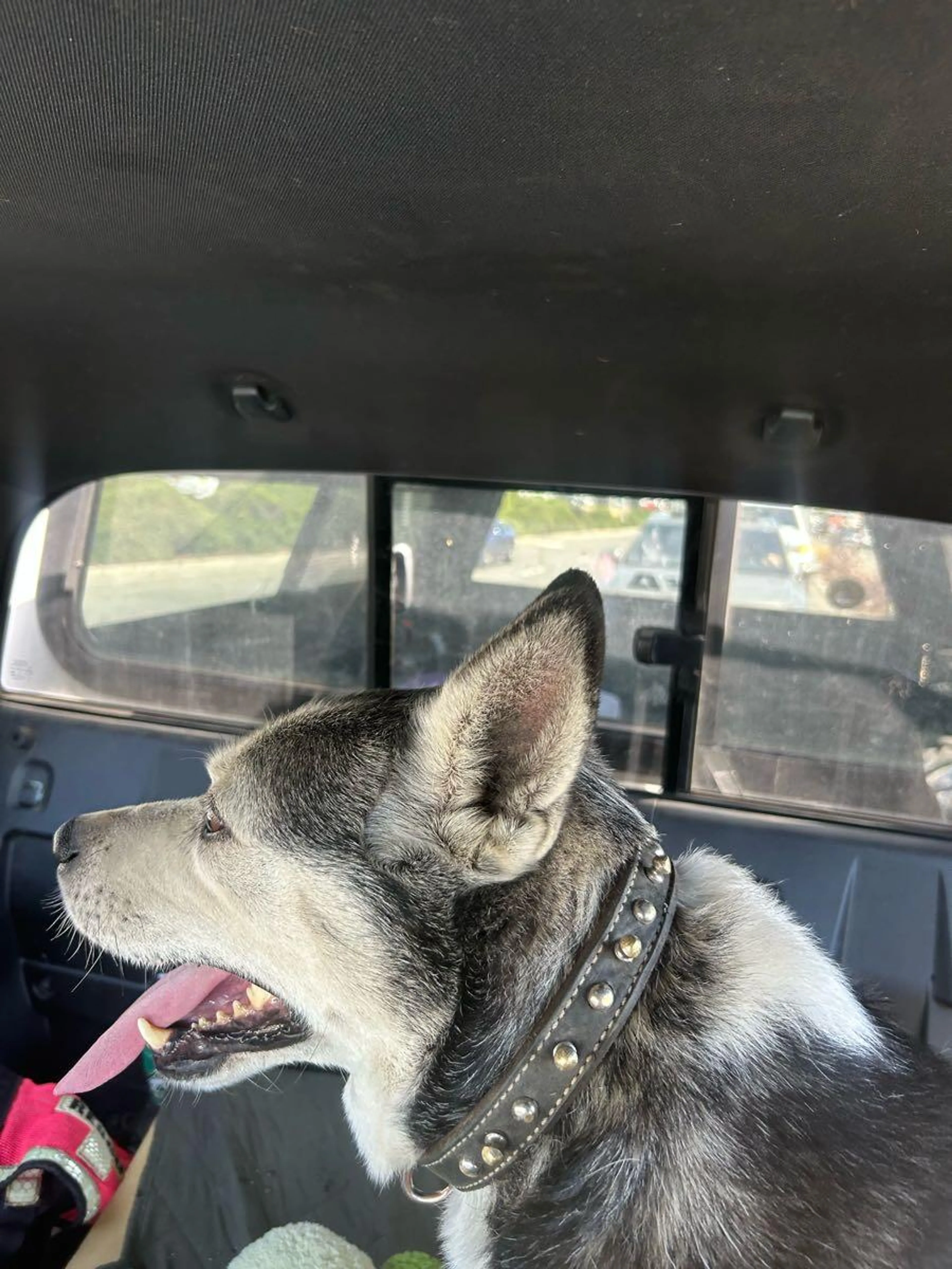 Found pet