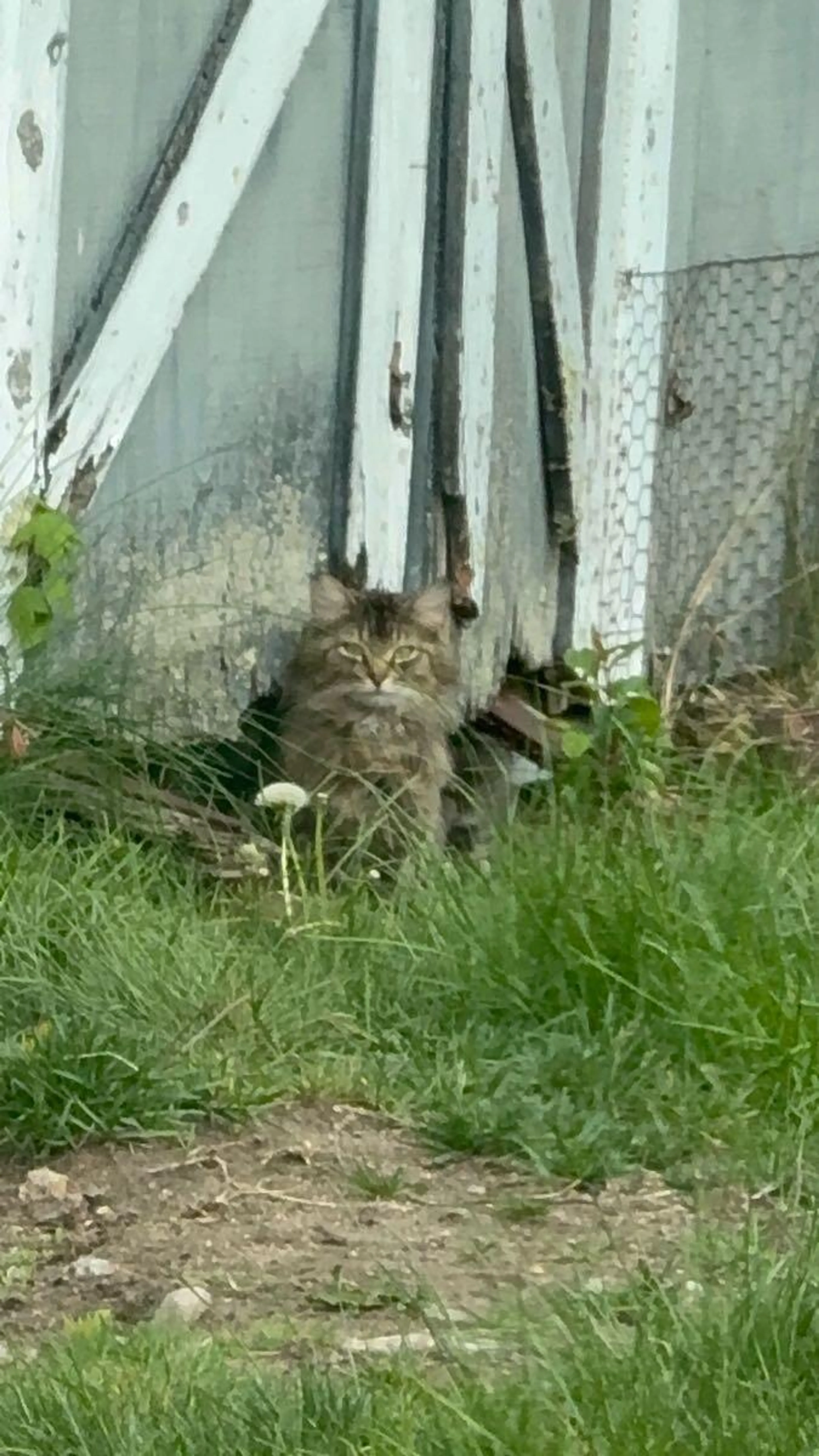 Found pet