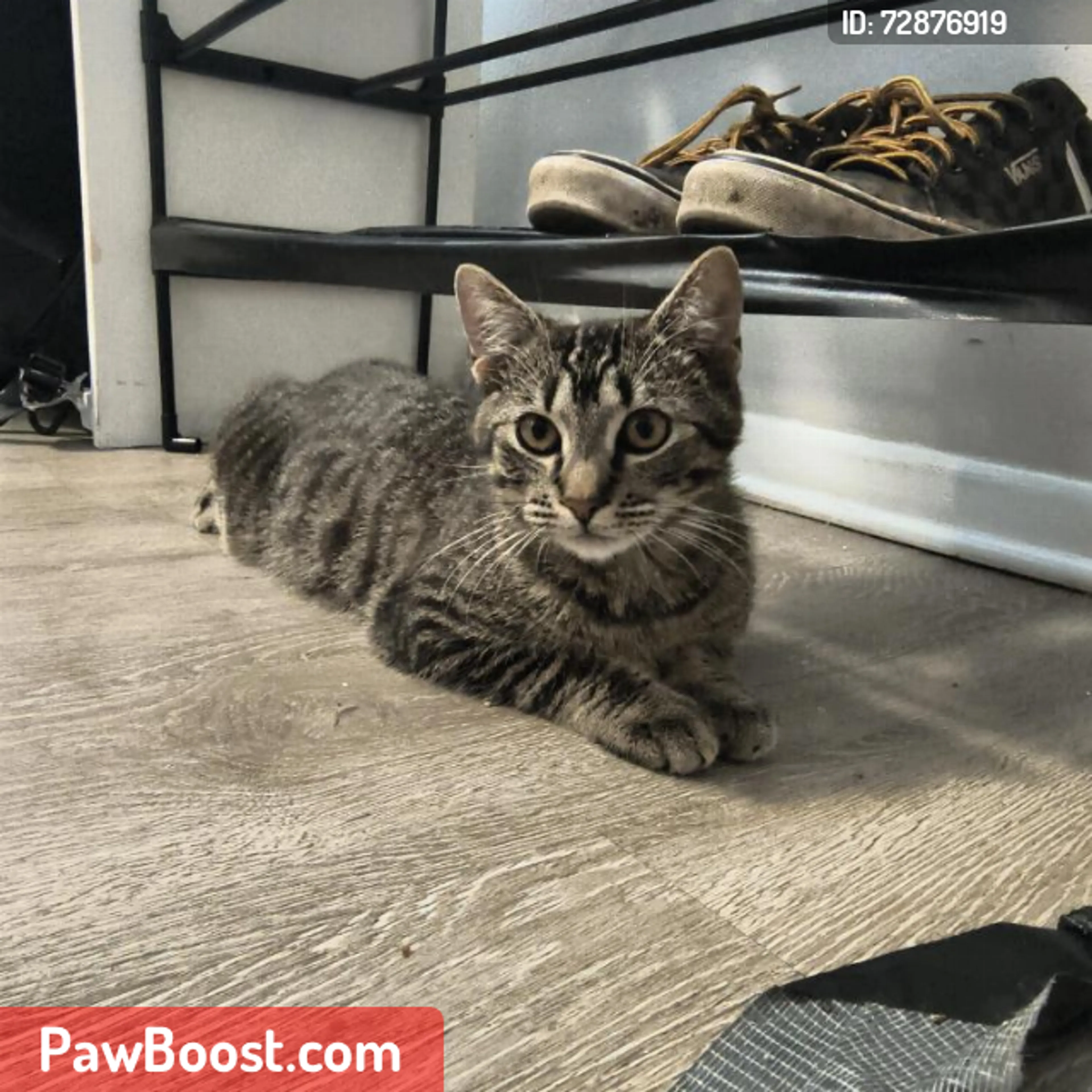 Lost pet