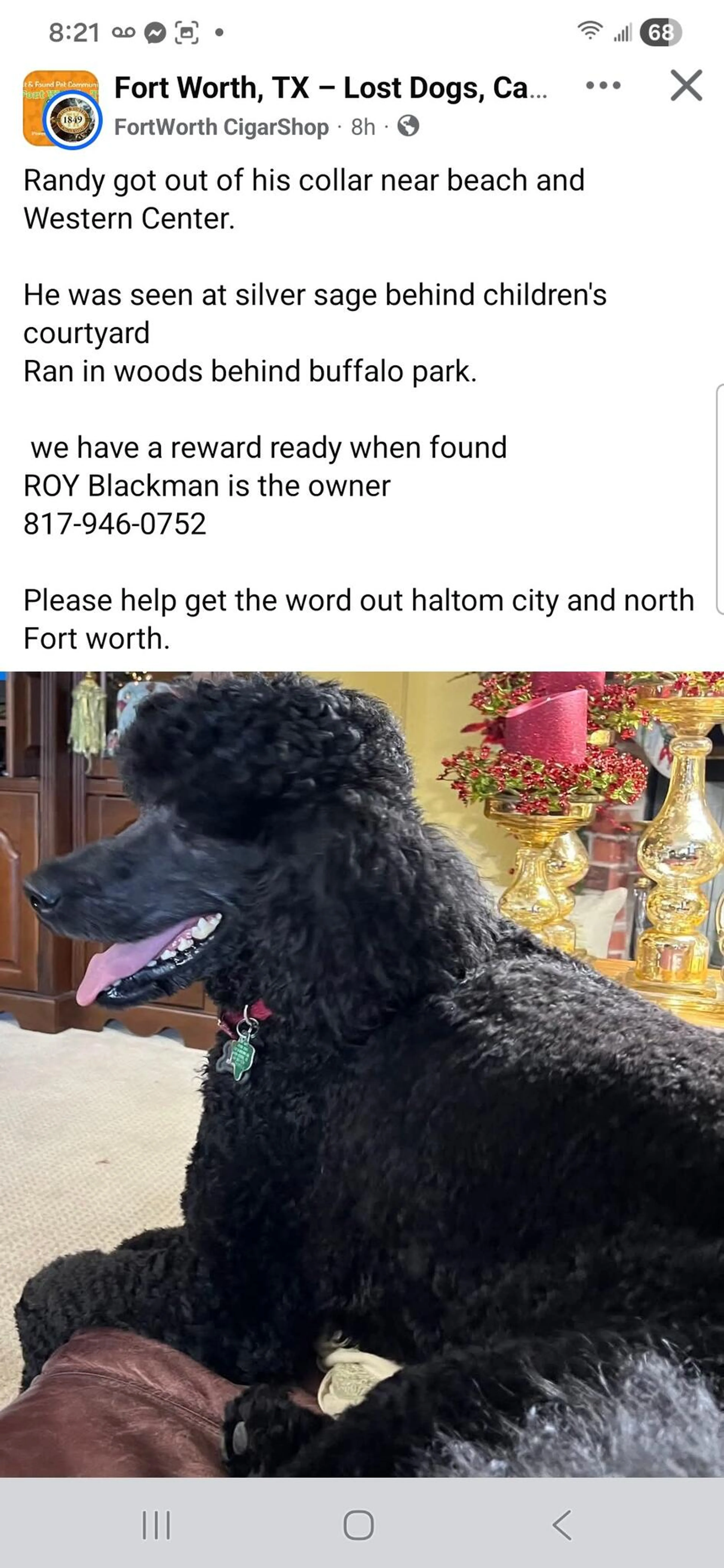 Lost pet