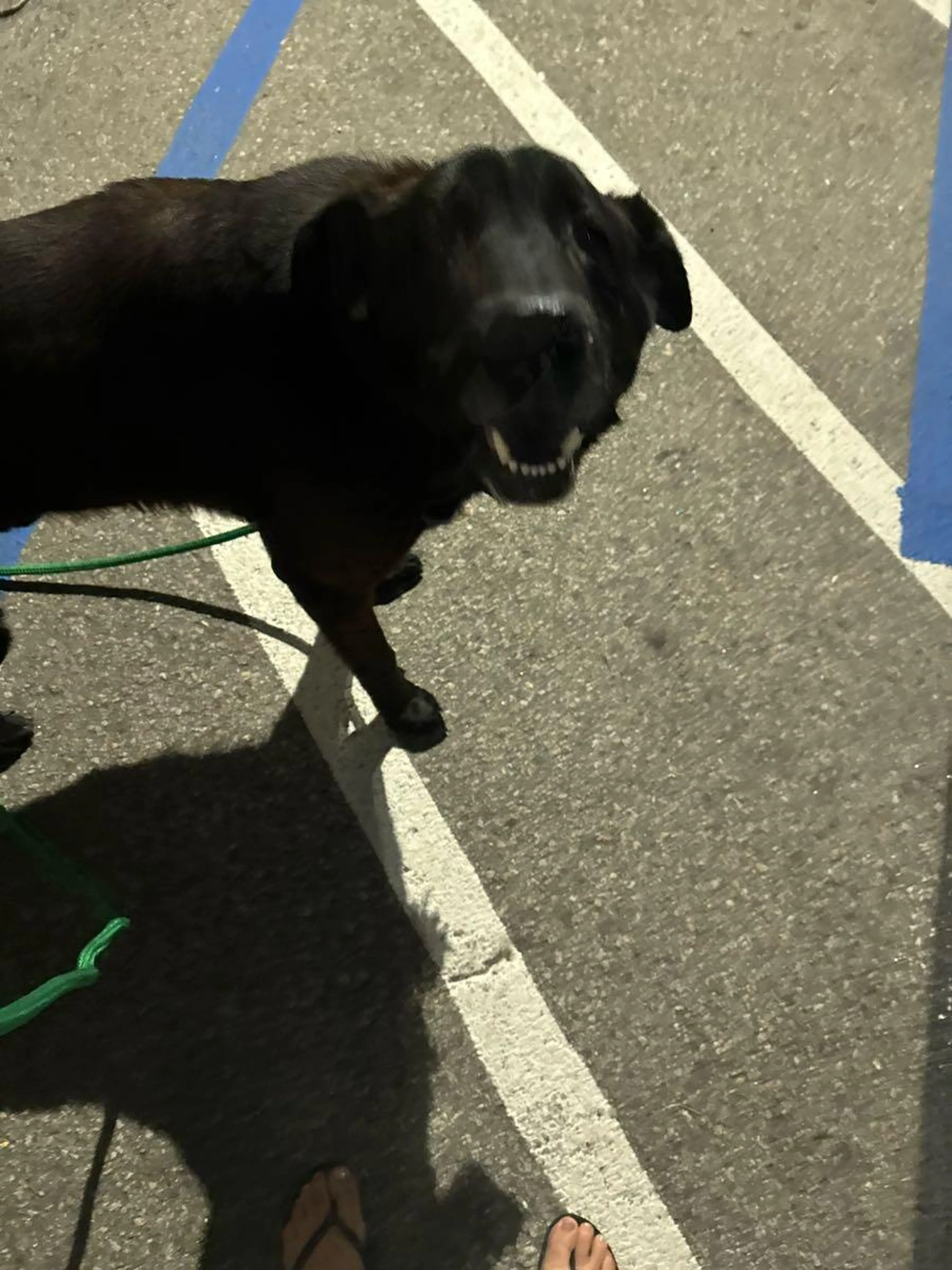 Found pet