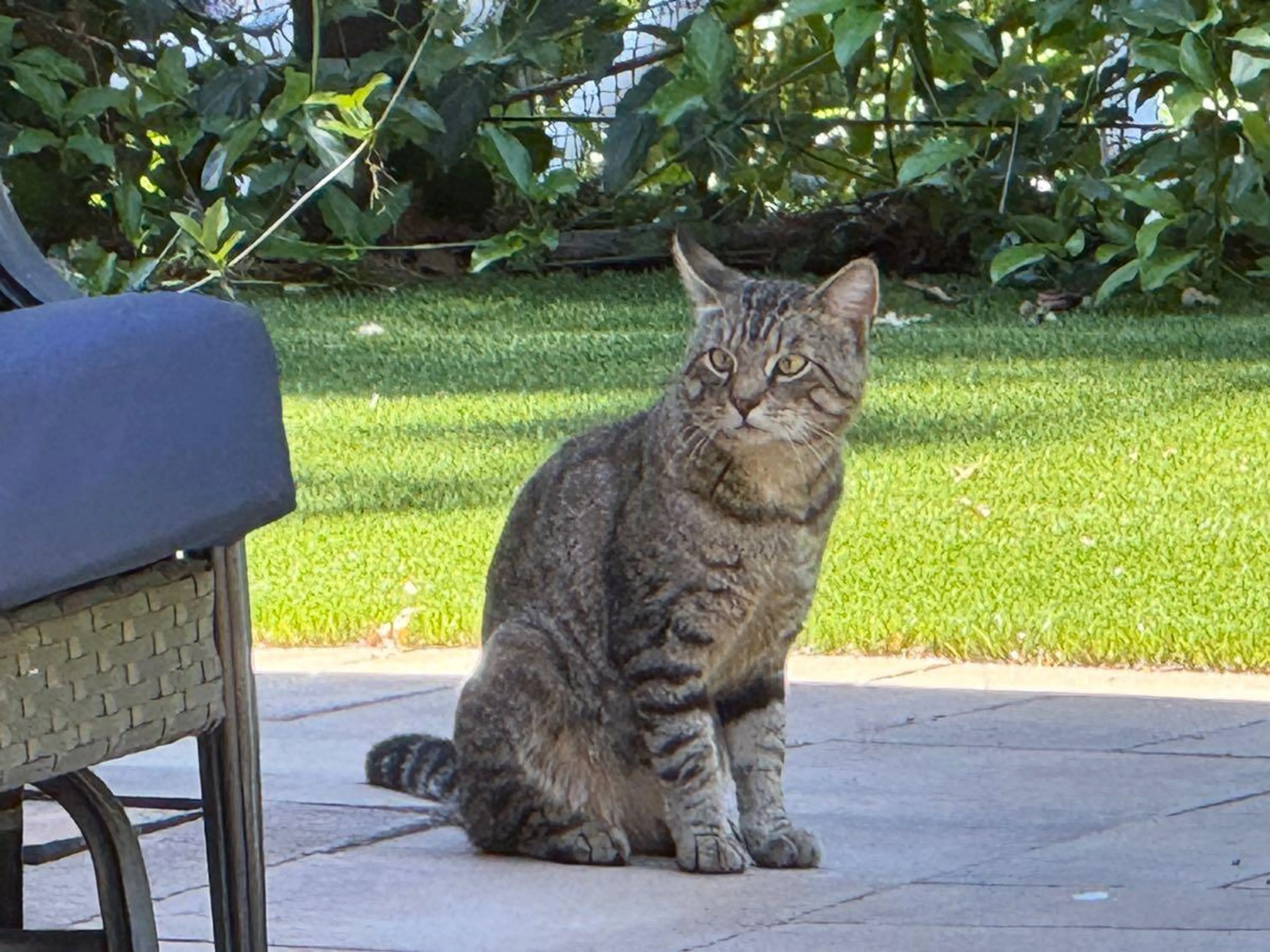 Found pet