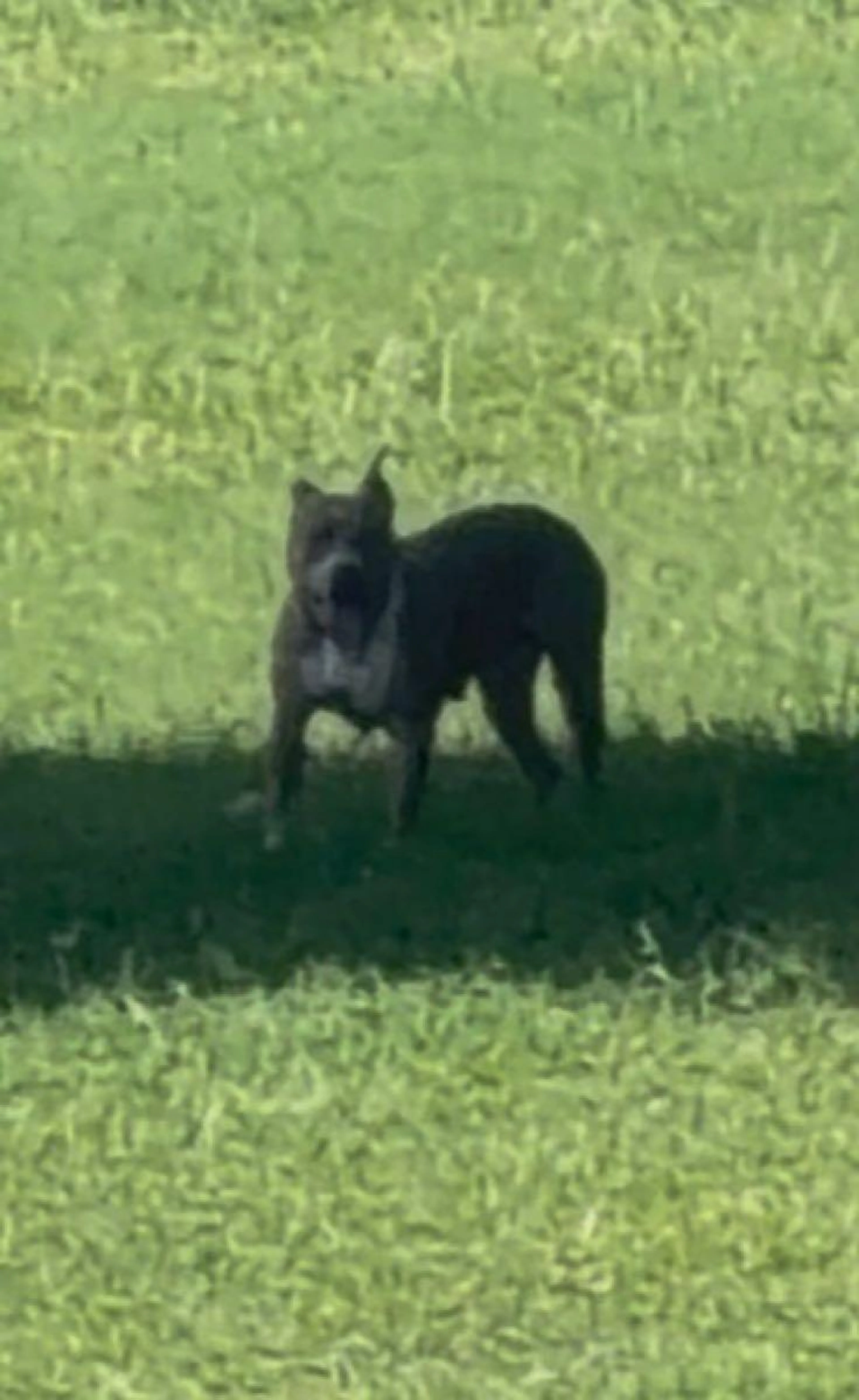 cdn image