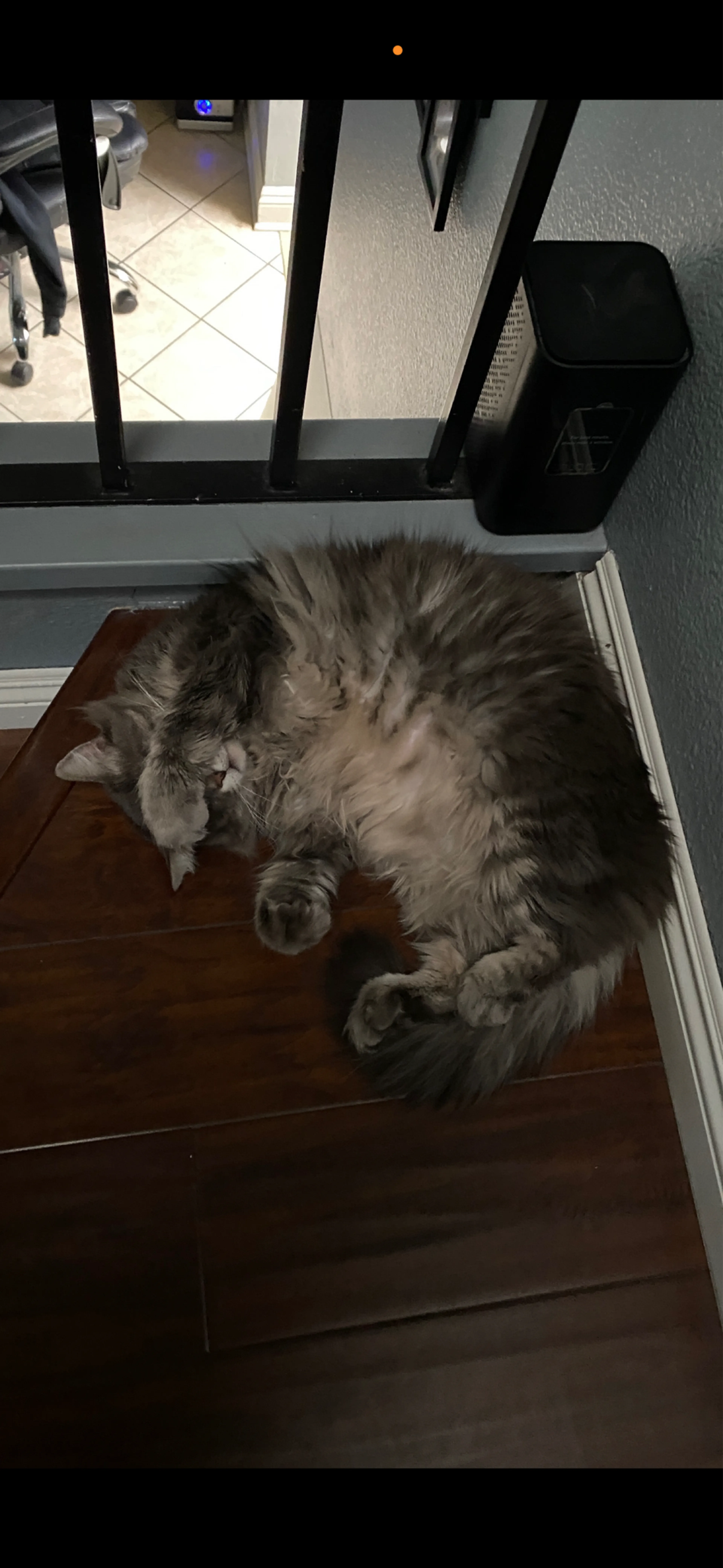 Lost pet