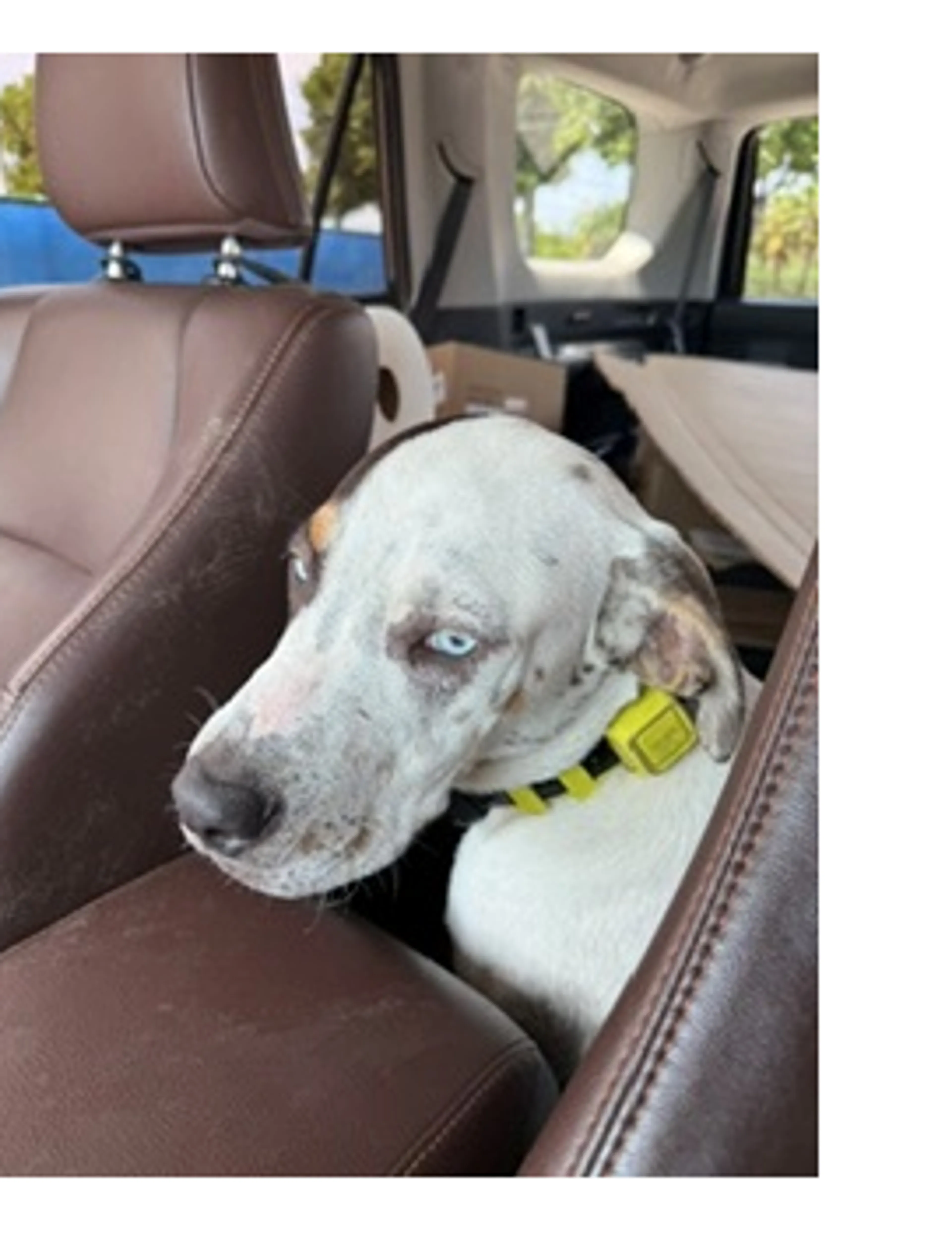 Found pet