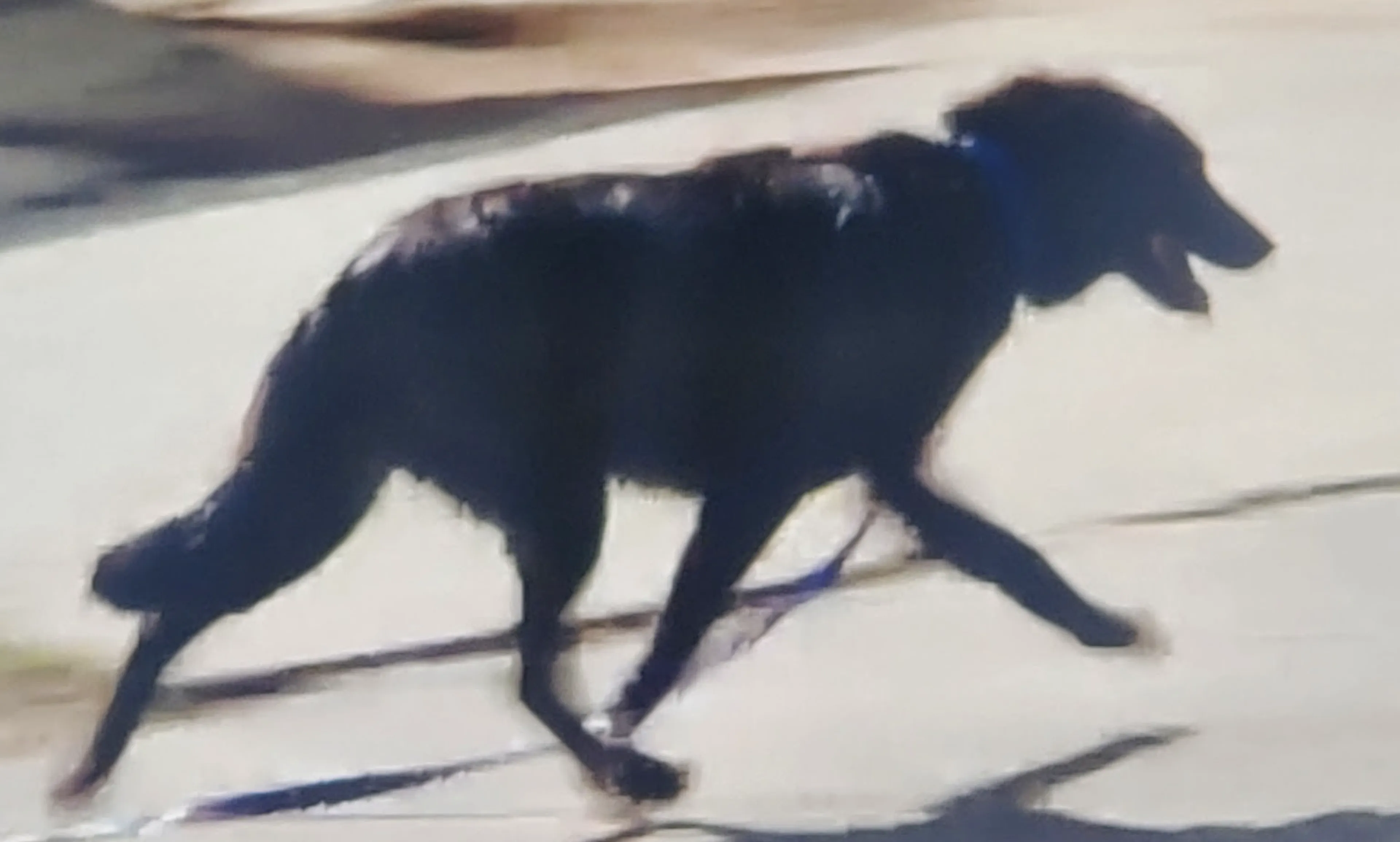 Lost pet