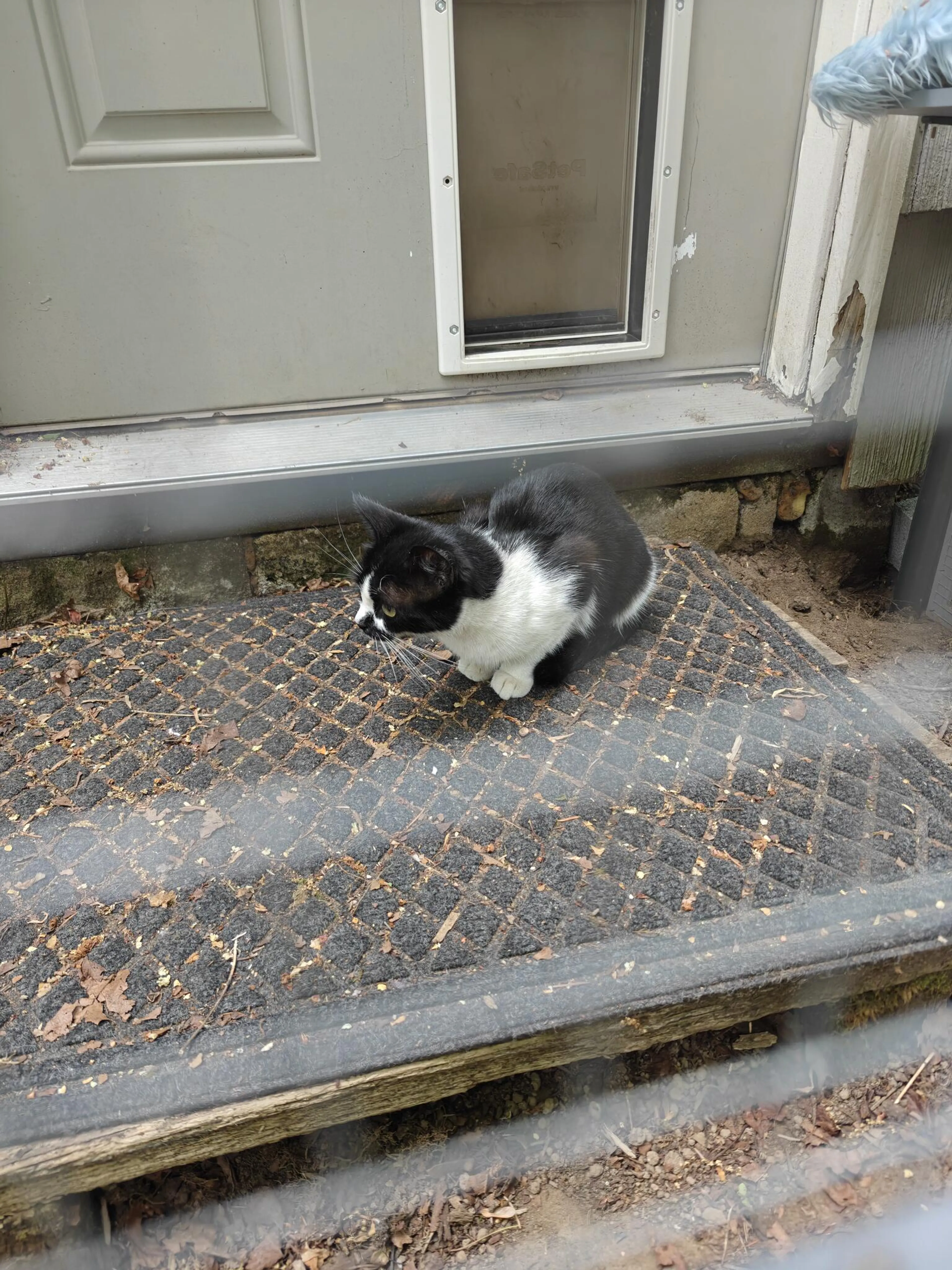 Found pet