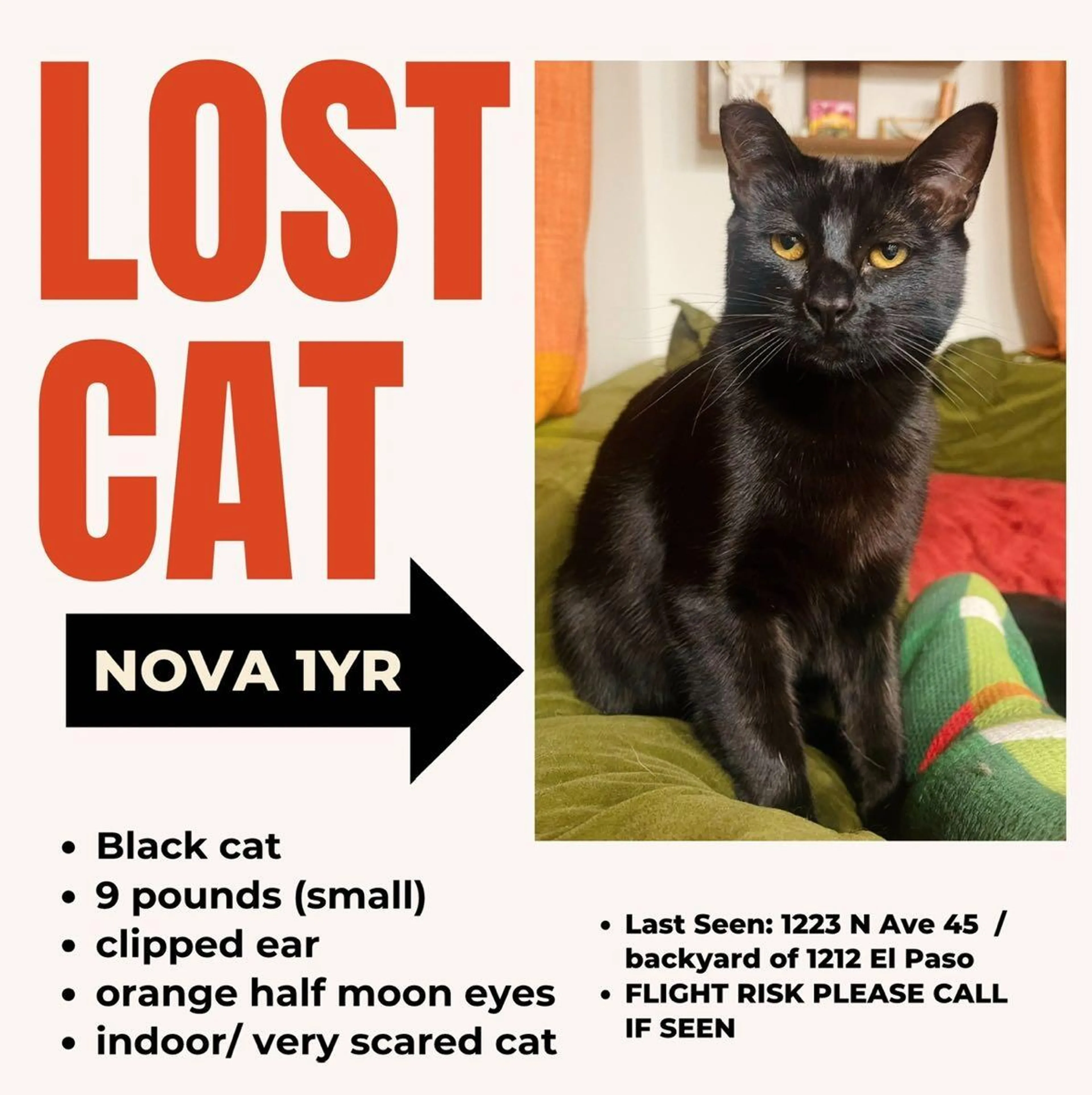 Lost pet