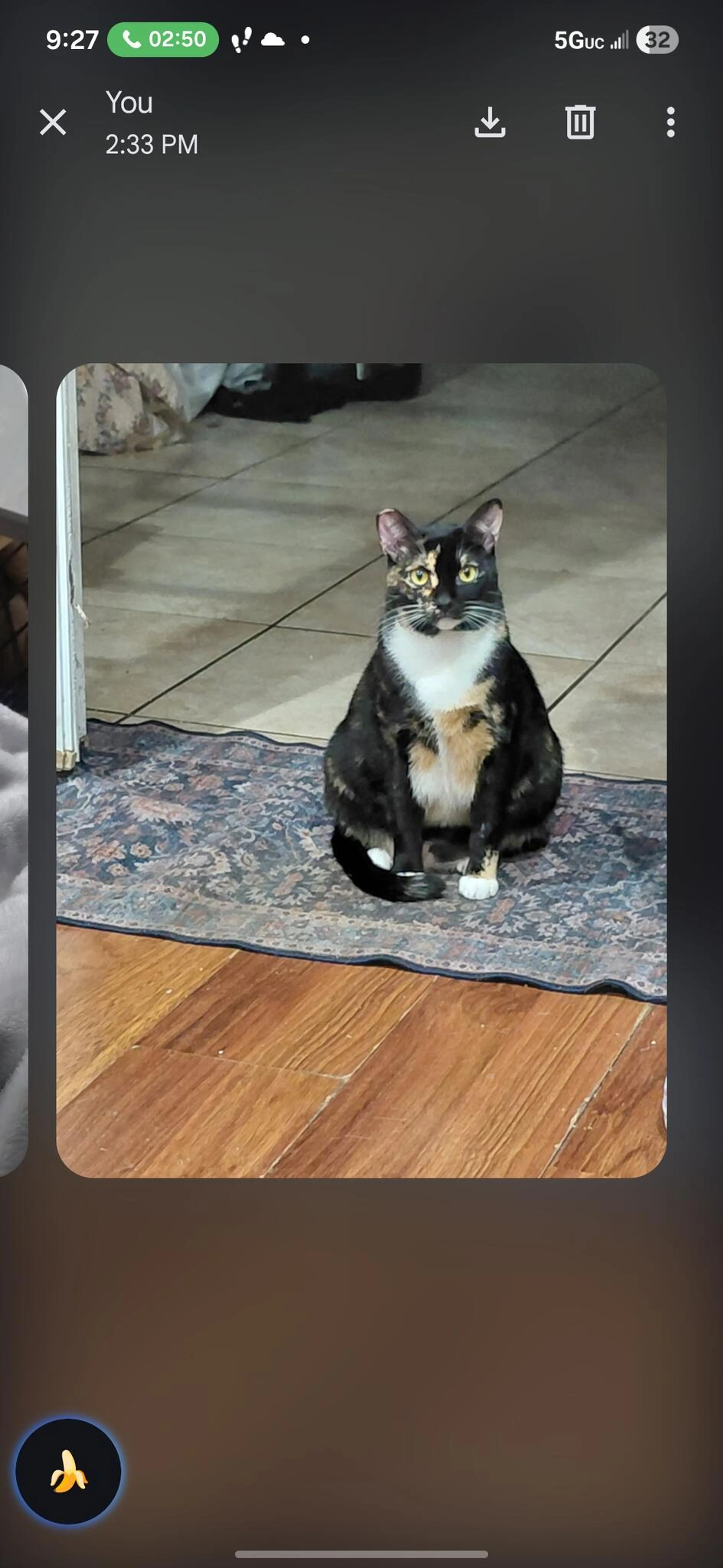 Lost pet
