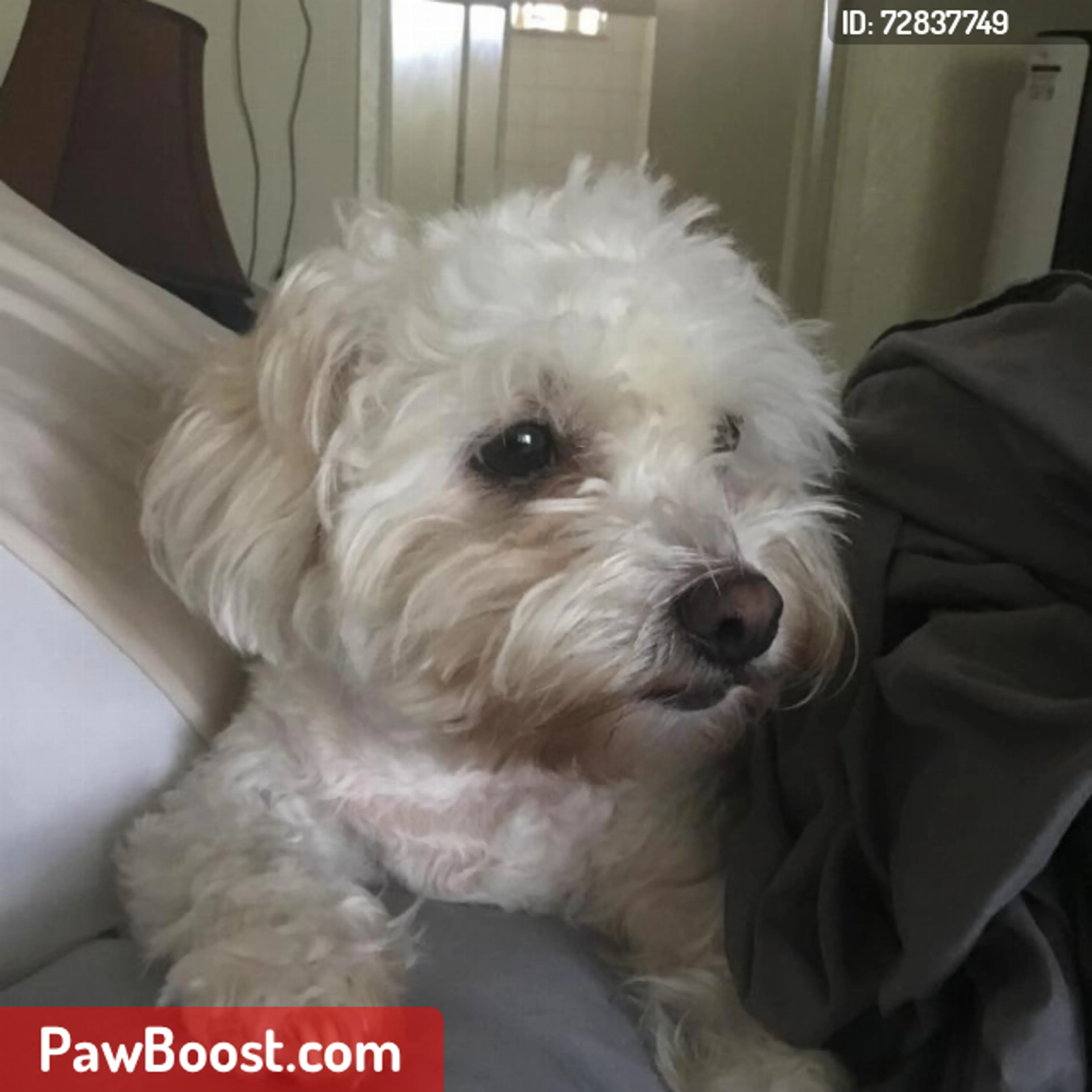 Lost pet