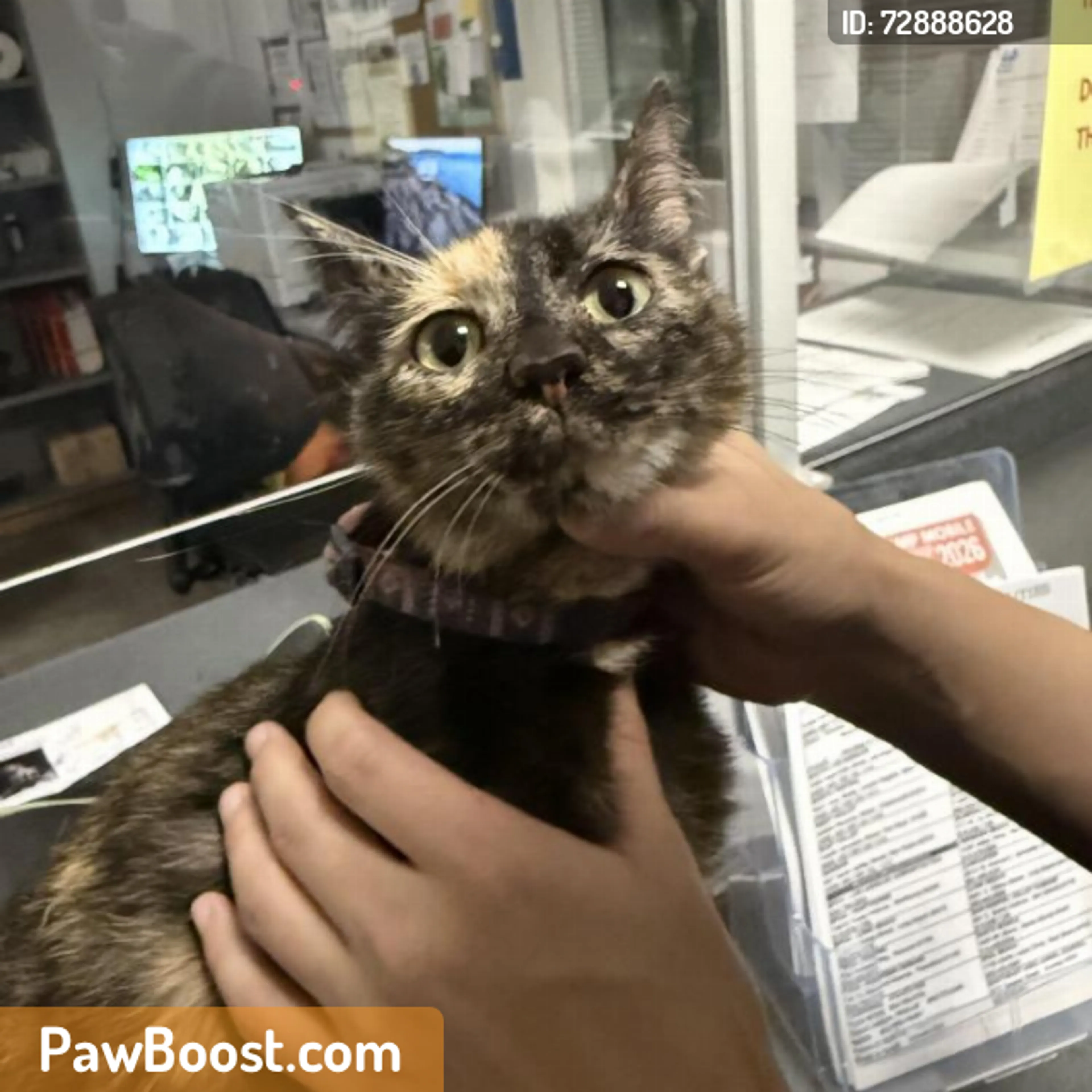 Found pet