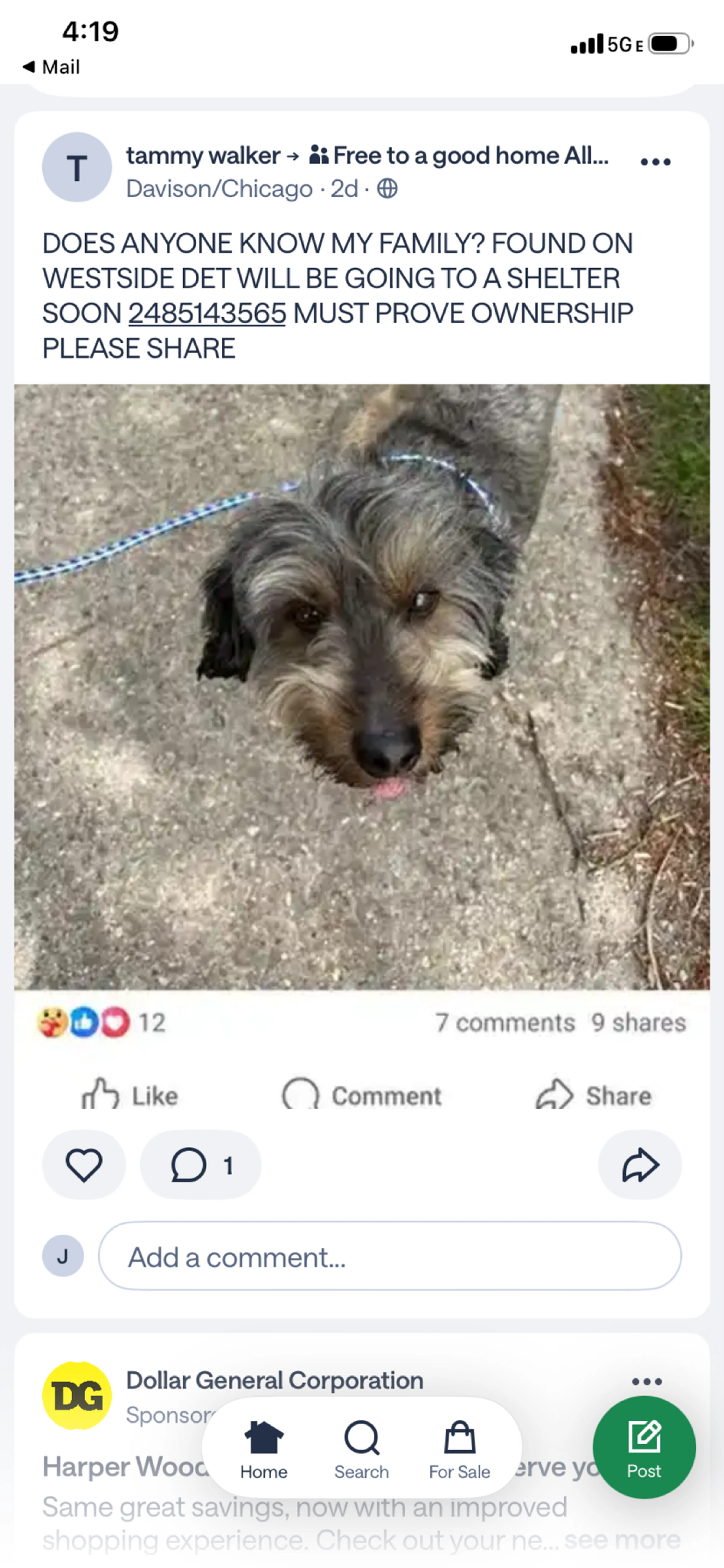 Found pet