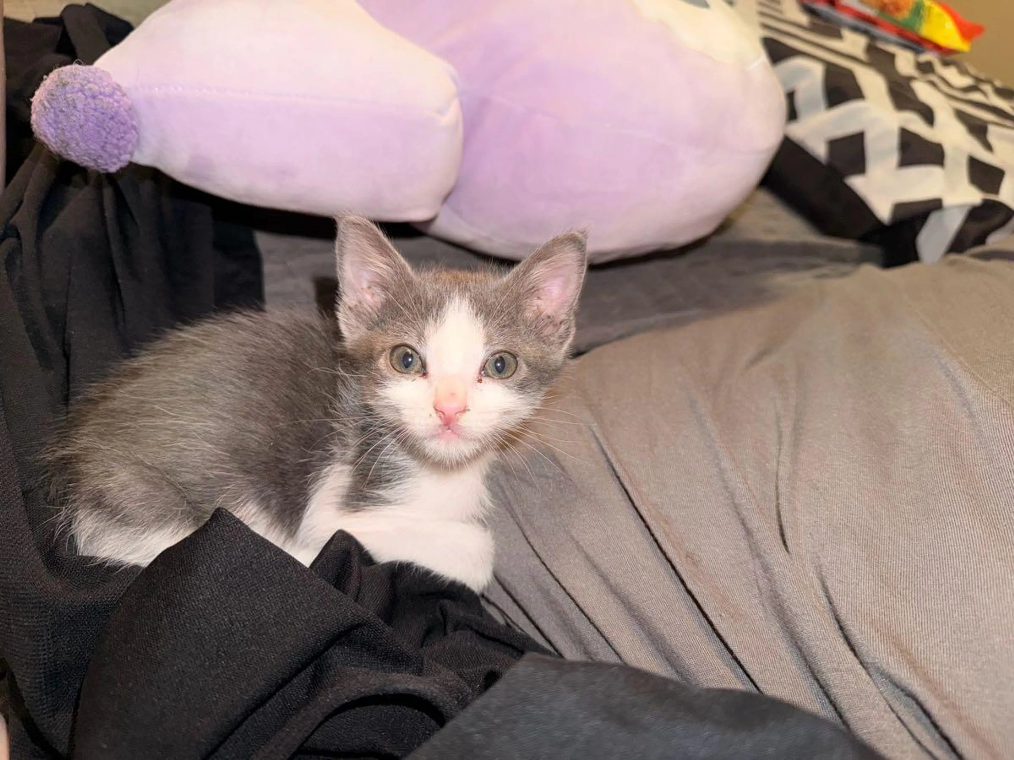 Found pet