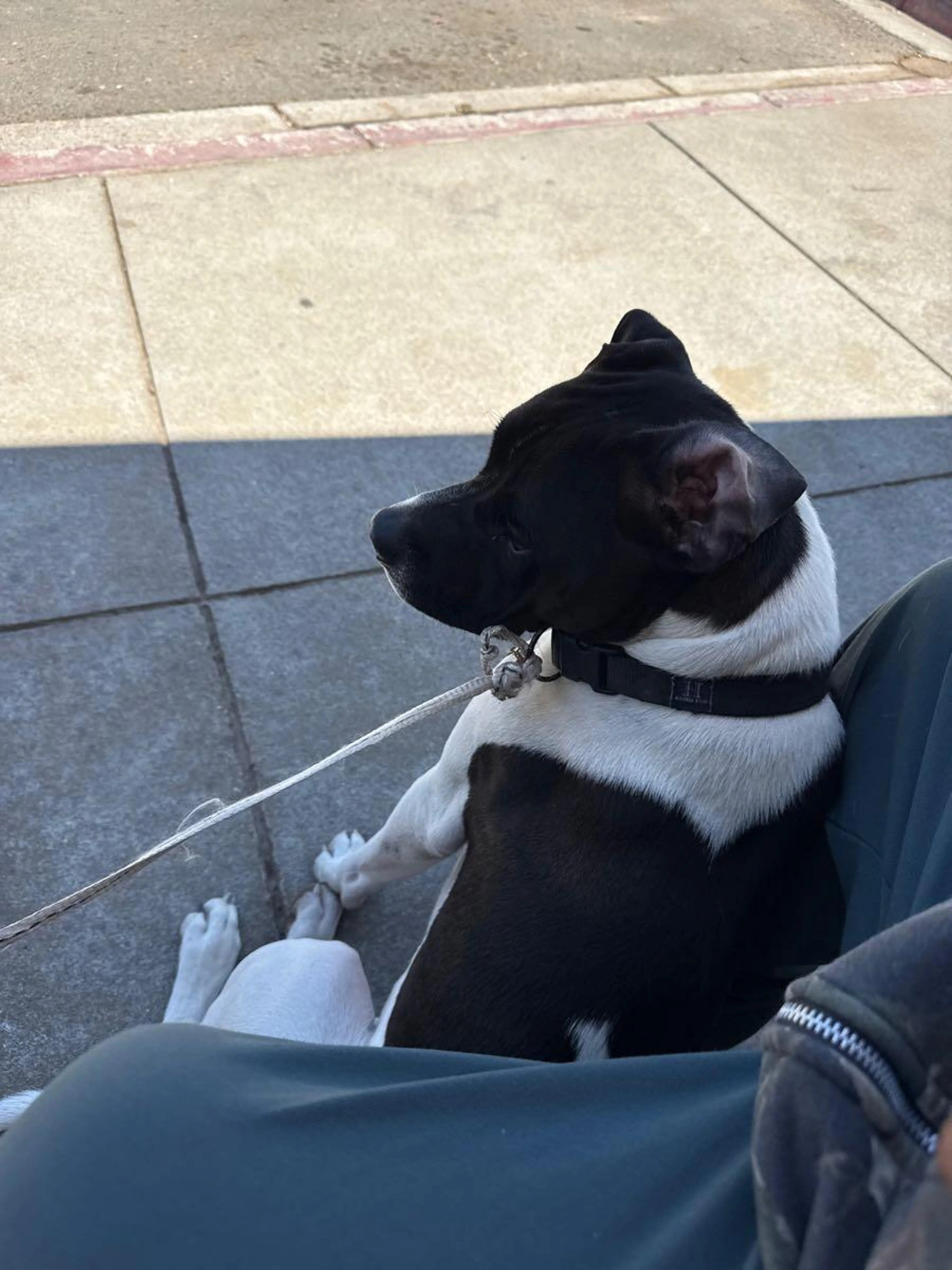 Found pet