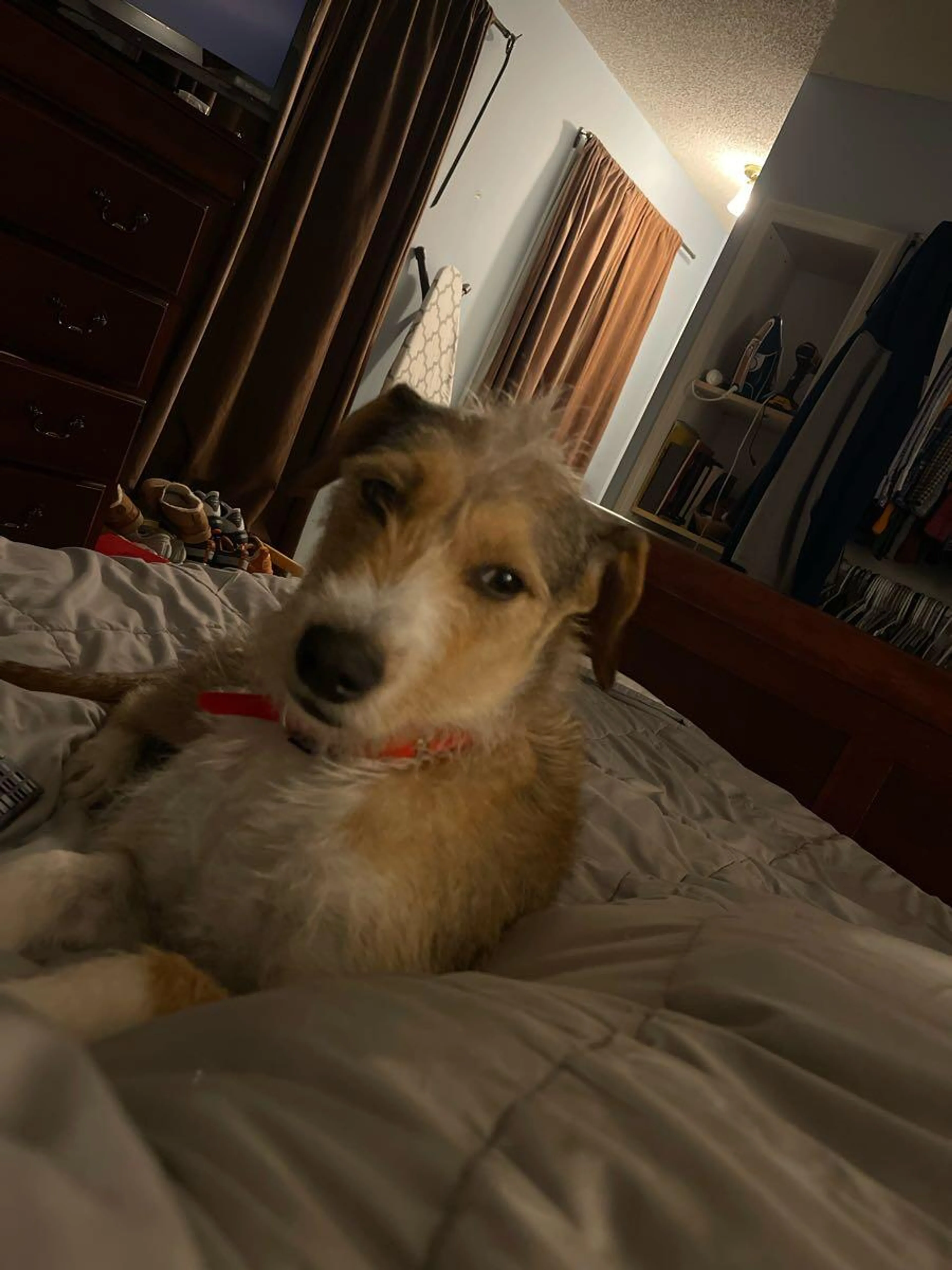Lost pet