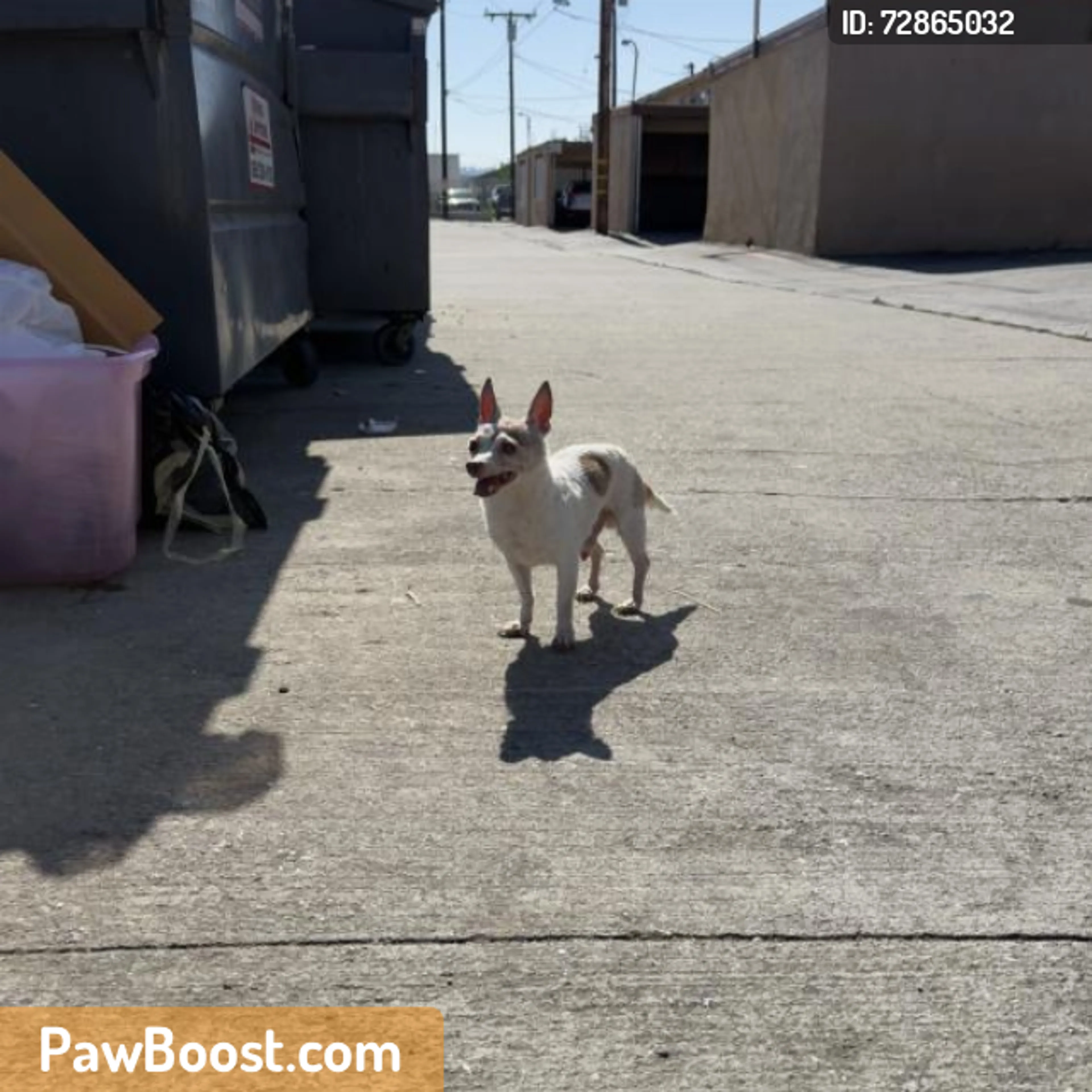 Found pet