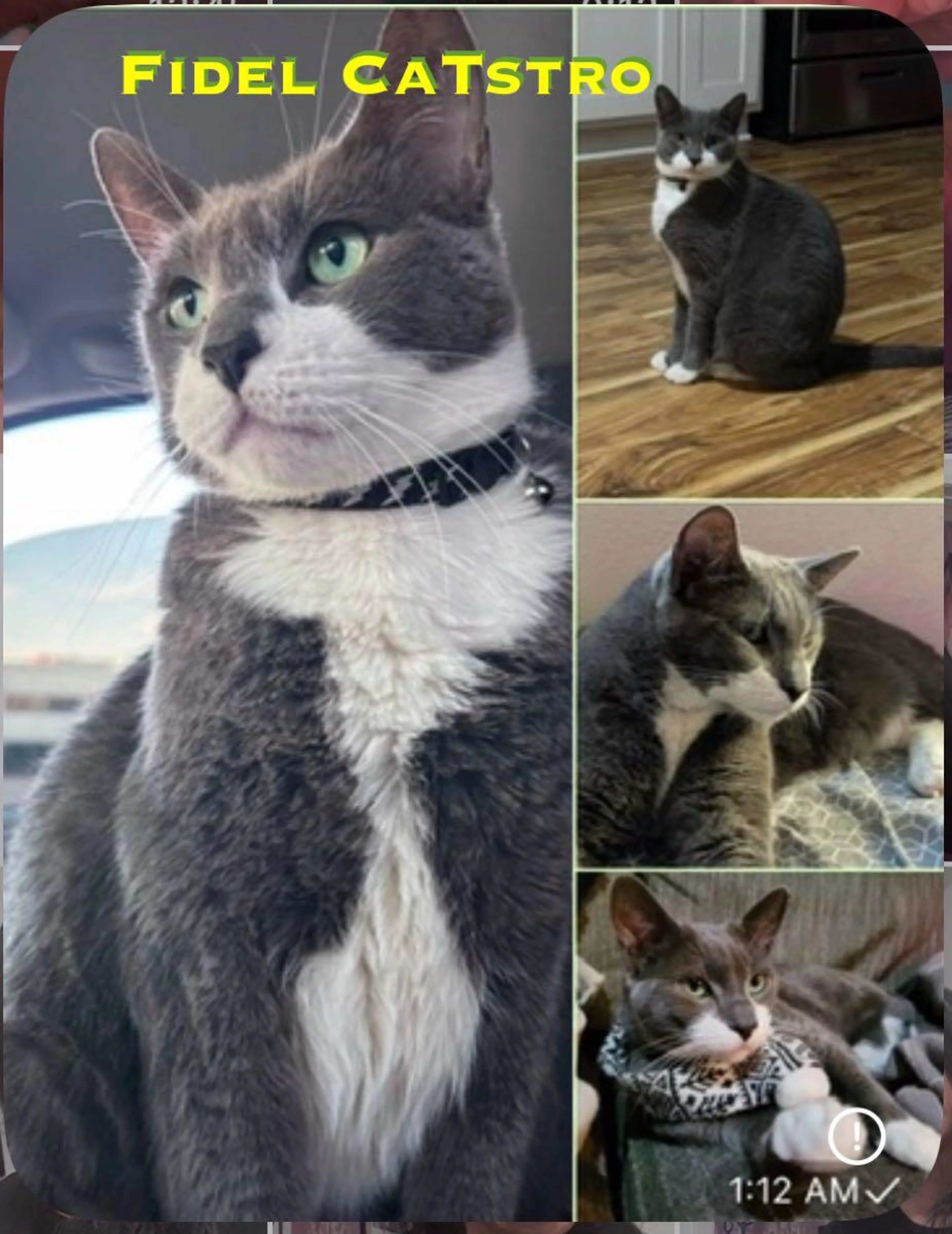 Lost pet