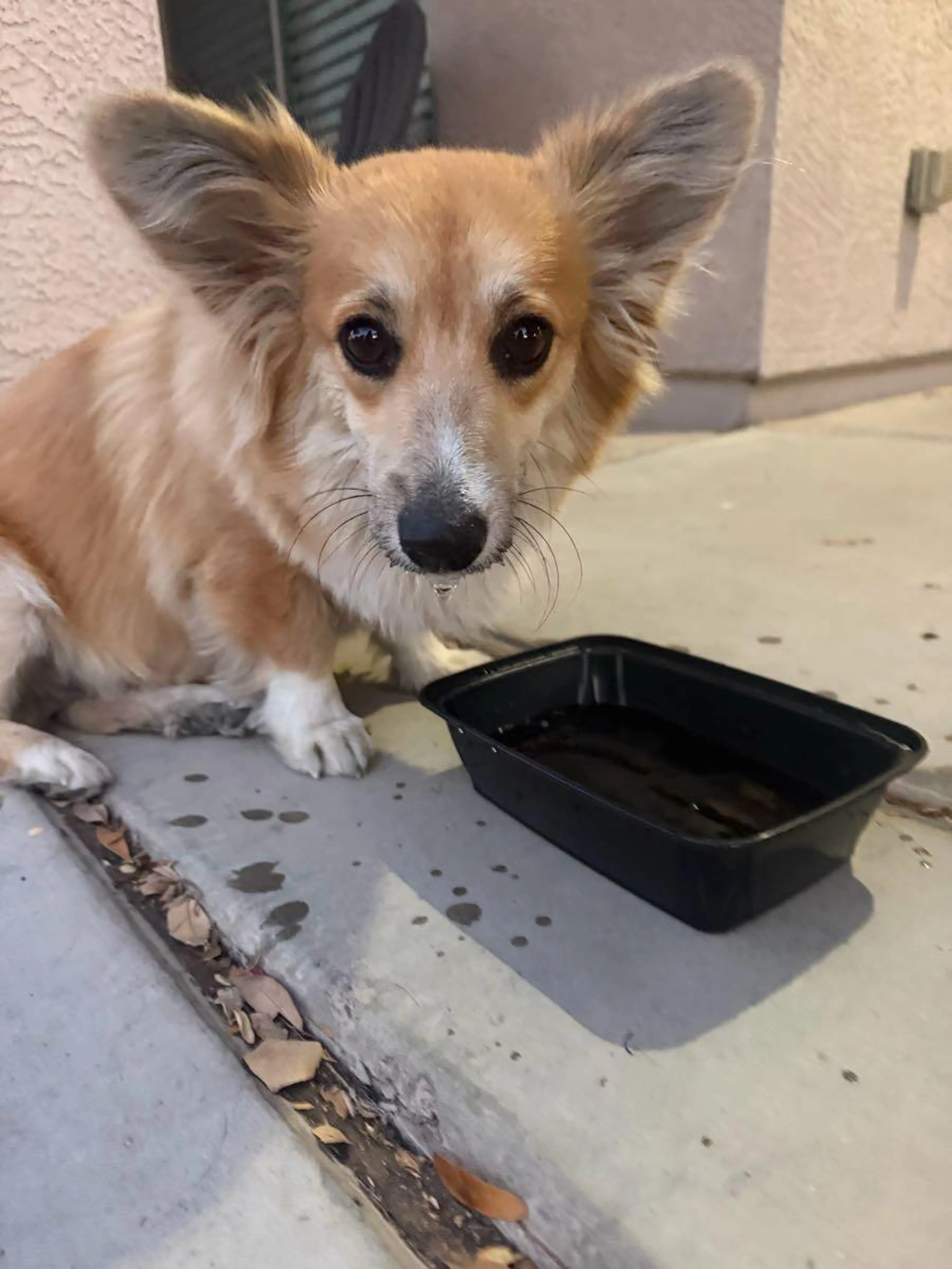 Found pet