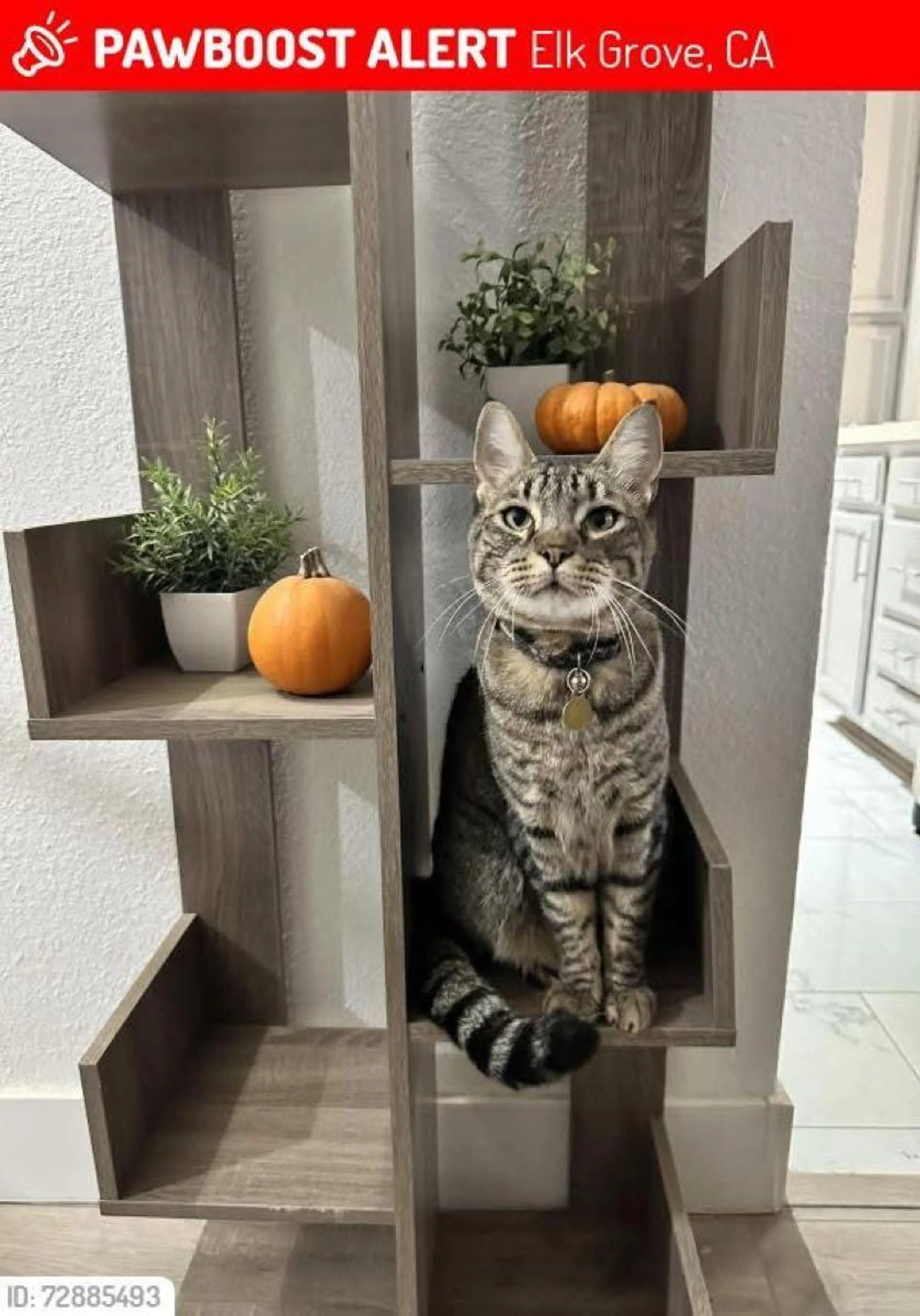 Lost pet