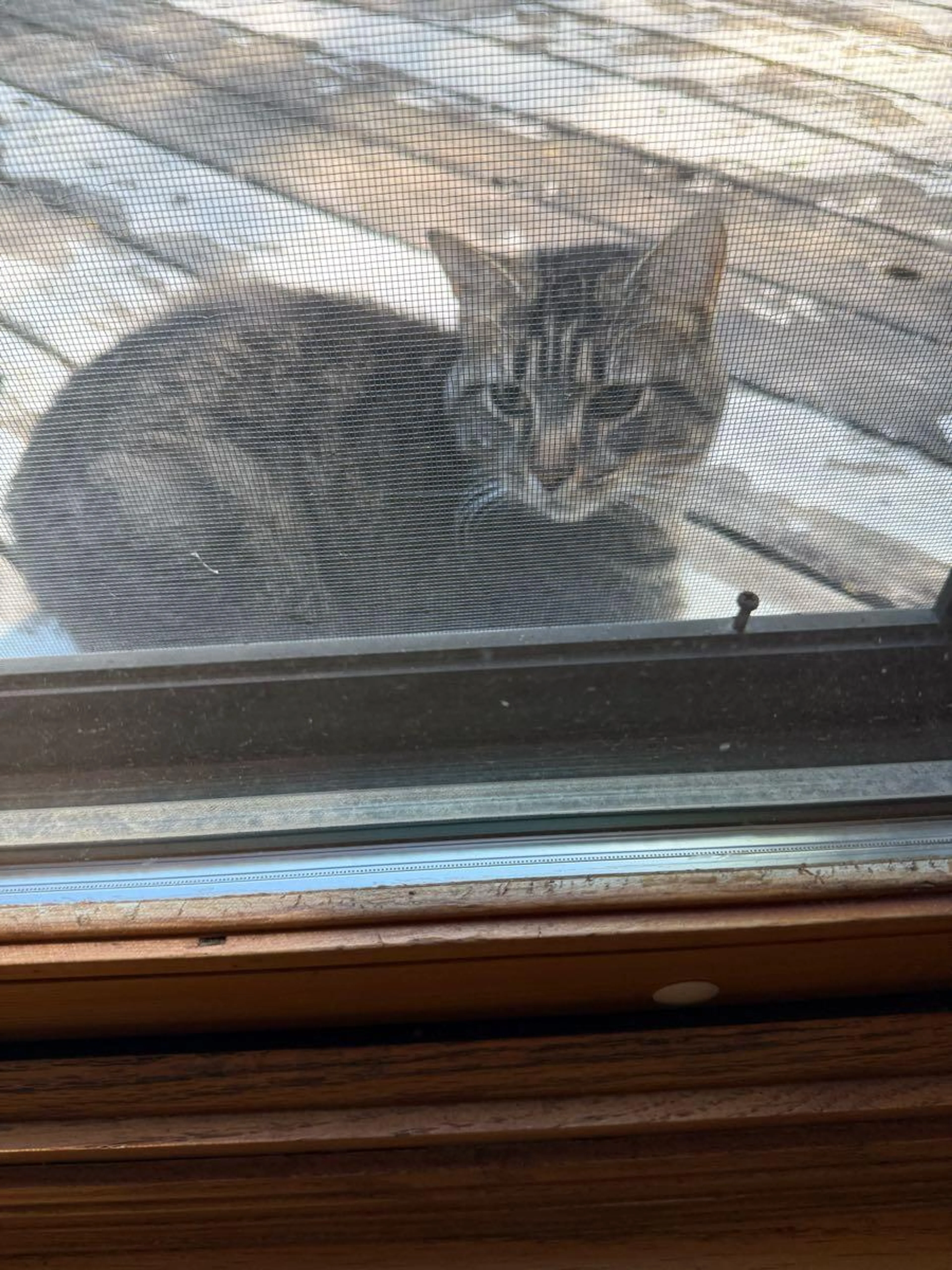 Found pet