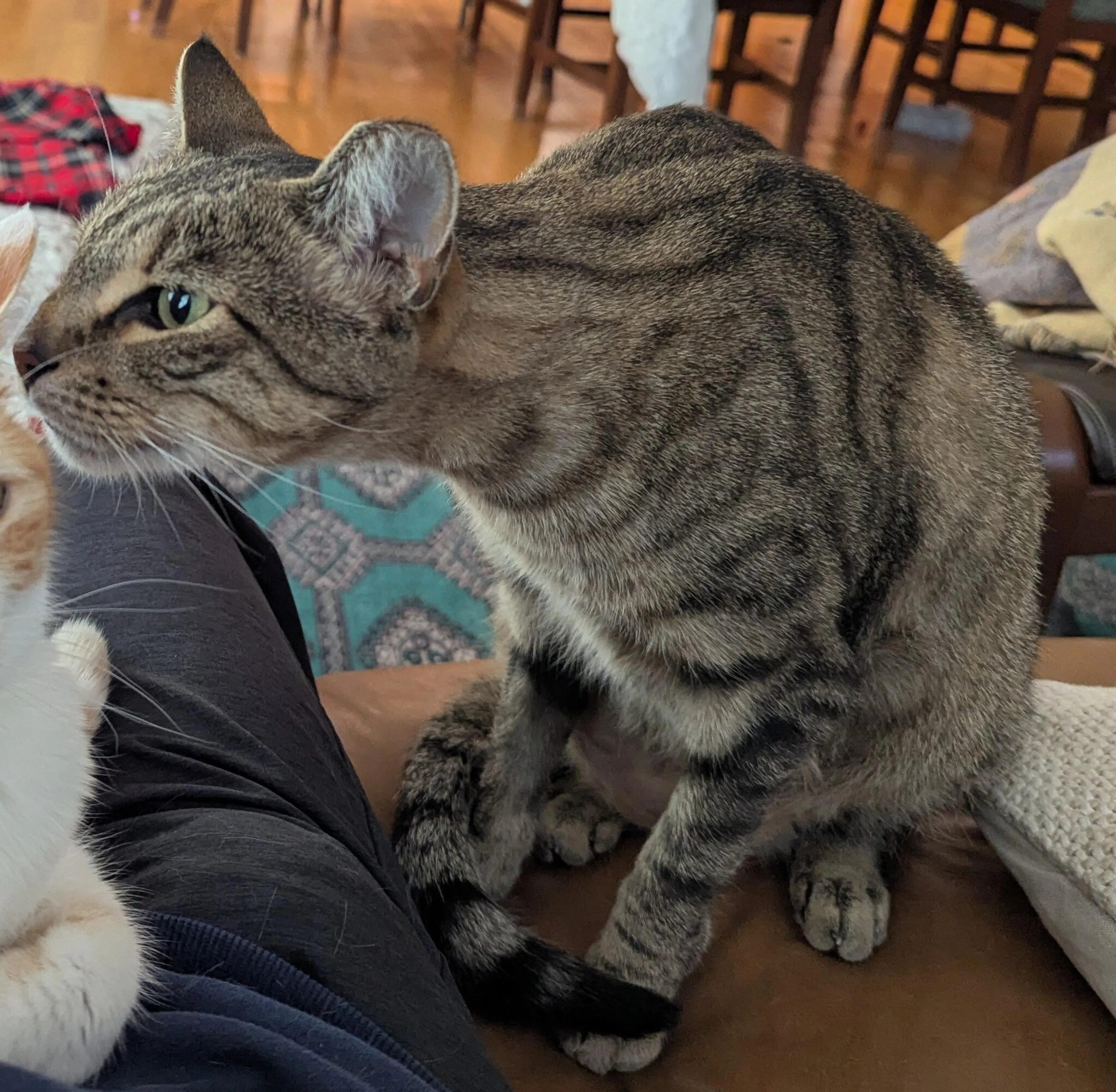 Lost pet