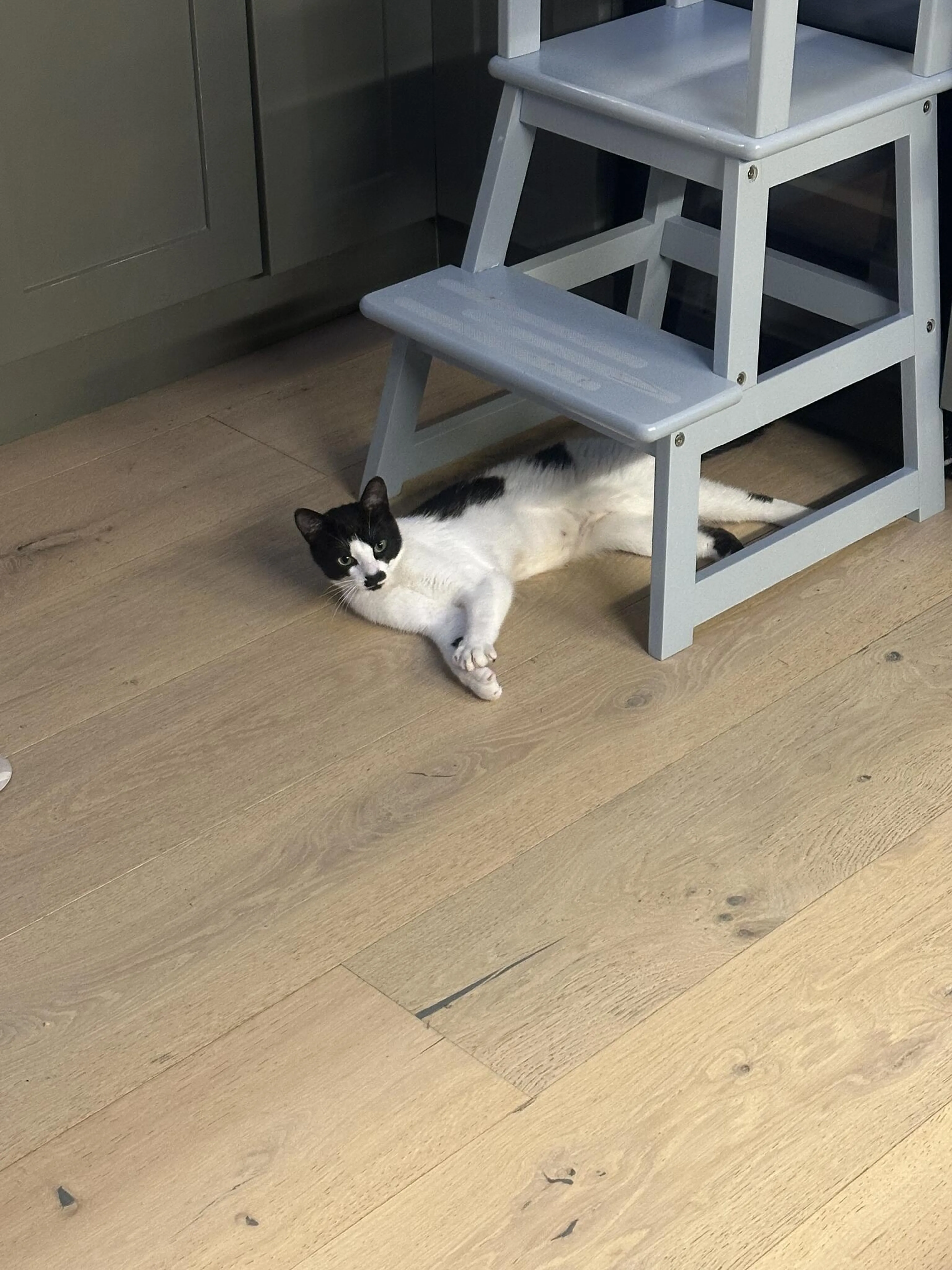 Lost pet