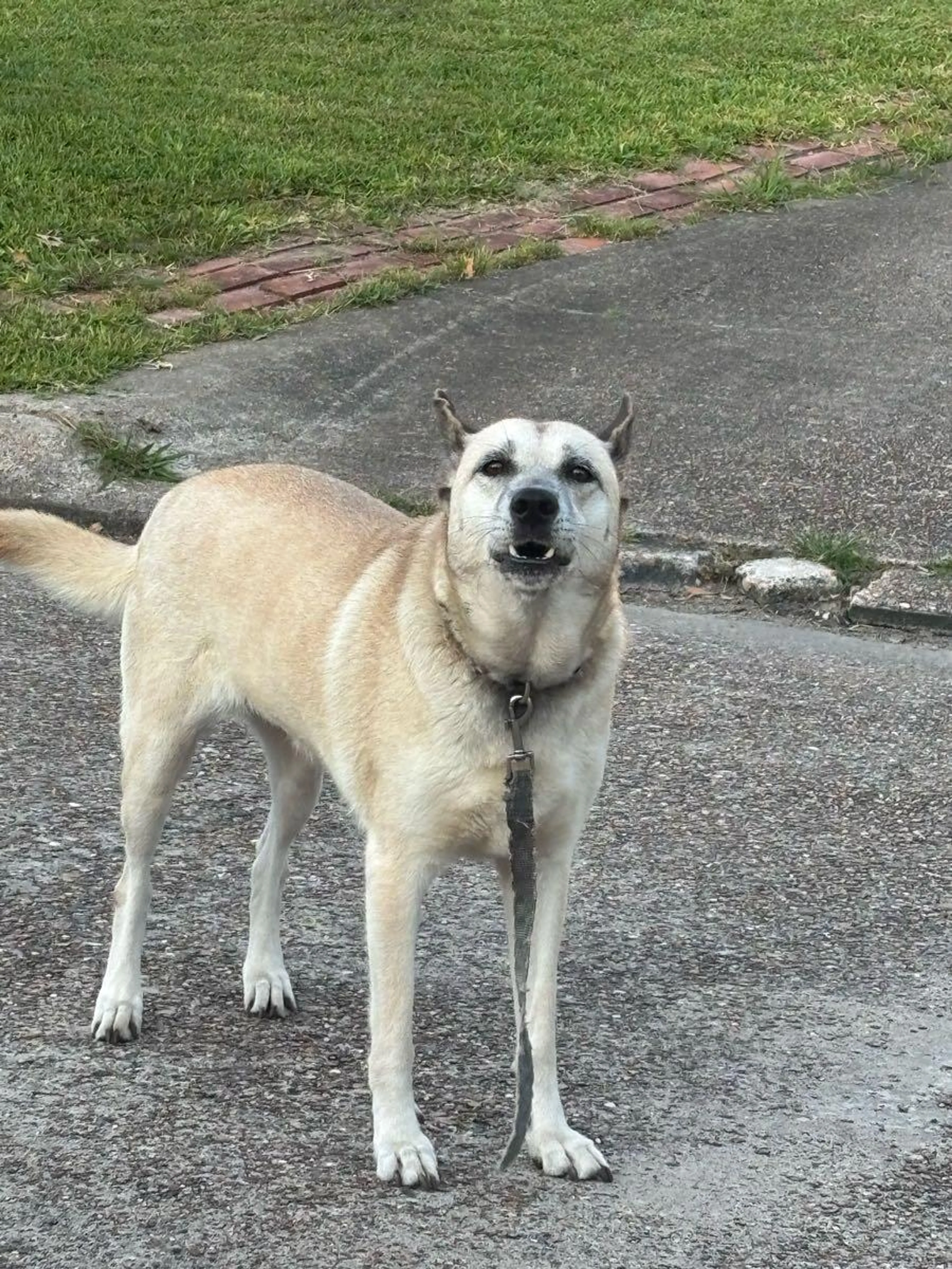 Found pet