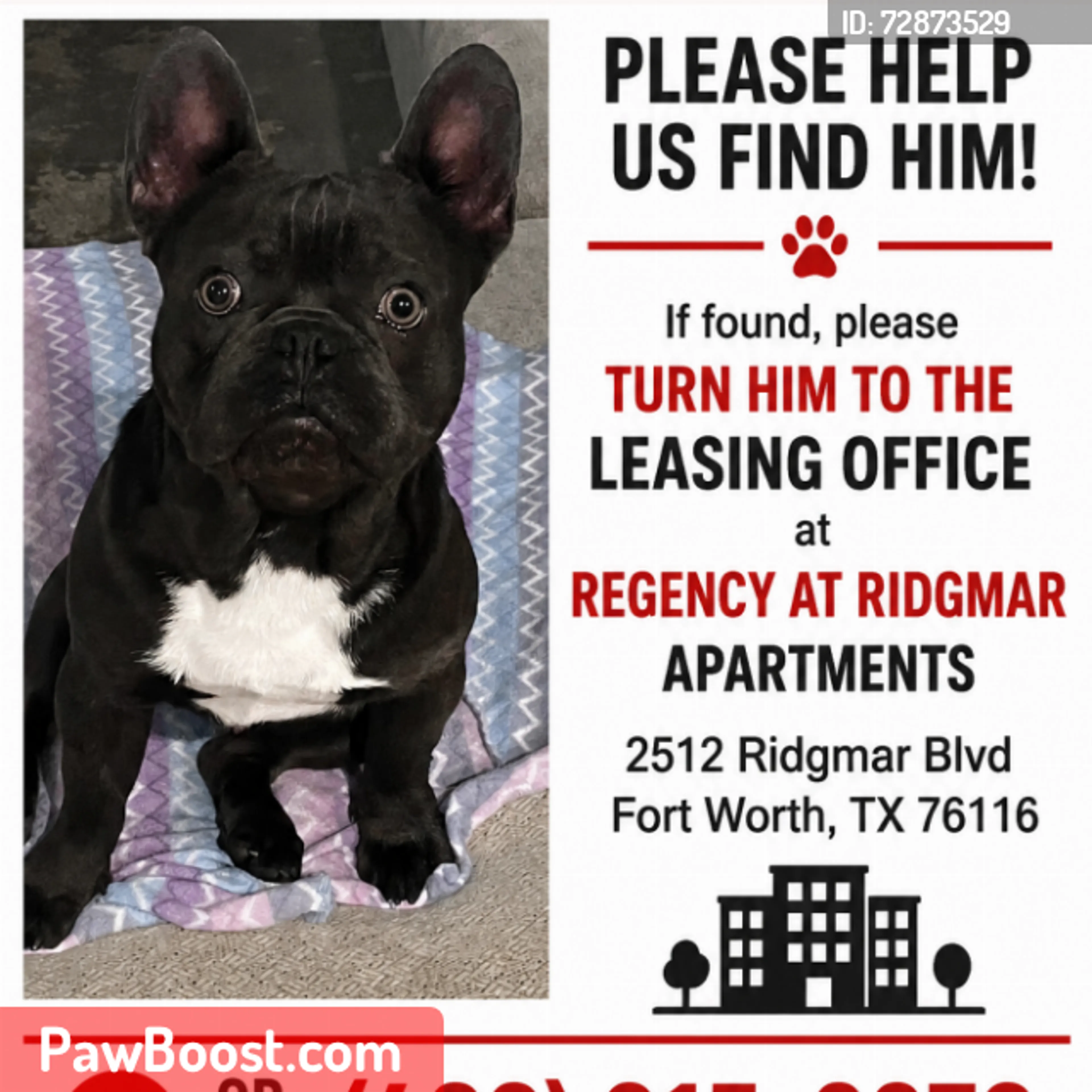 Lost pet