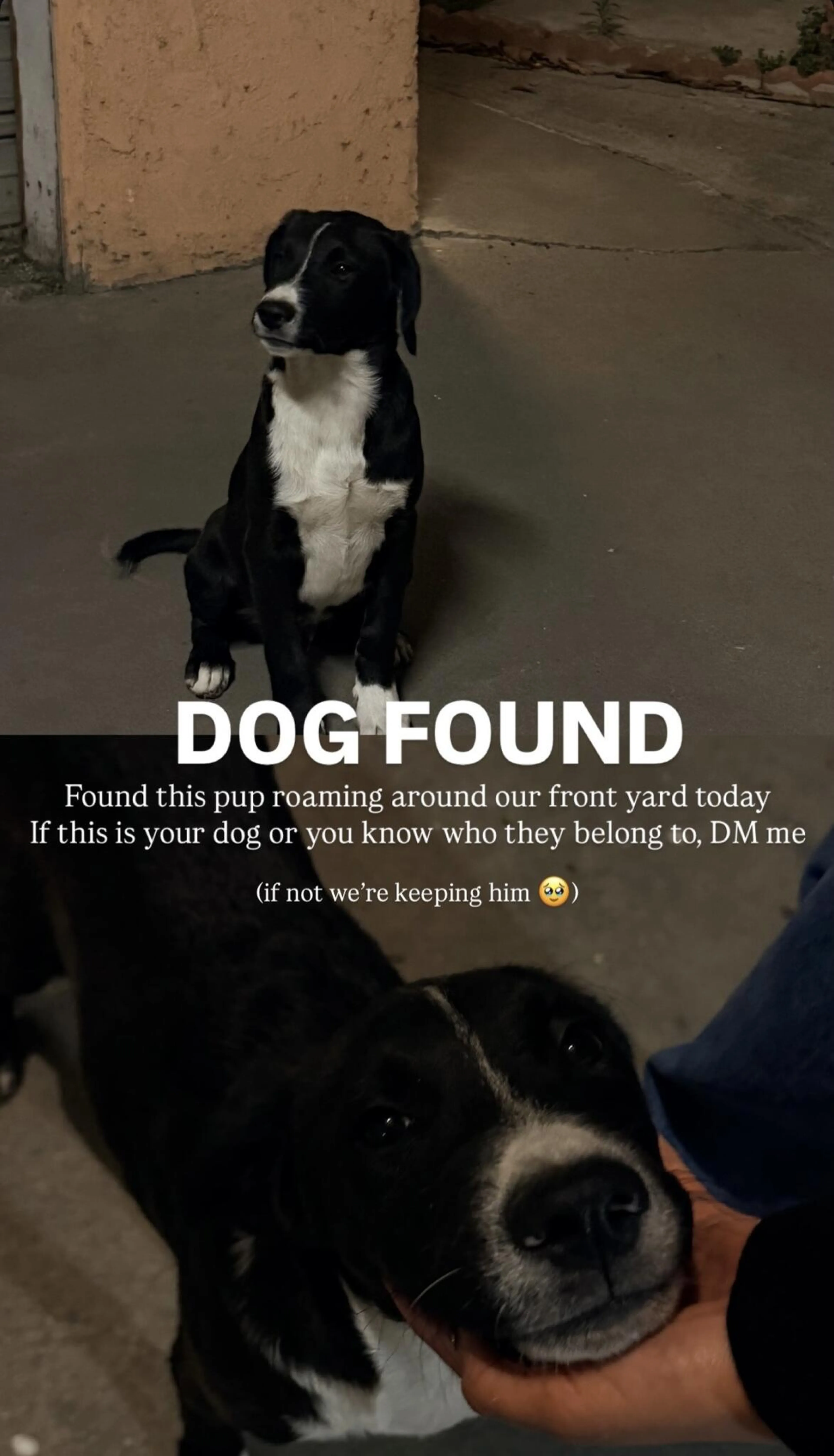 Found pet