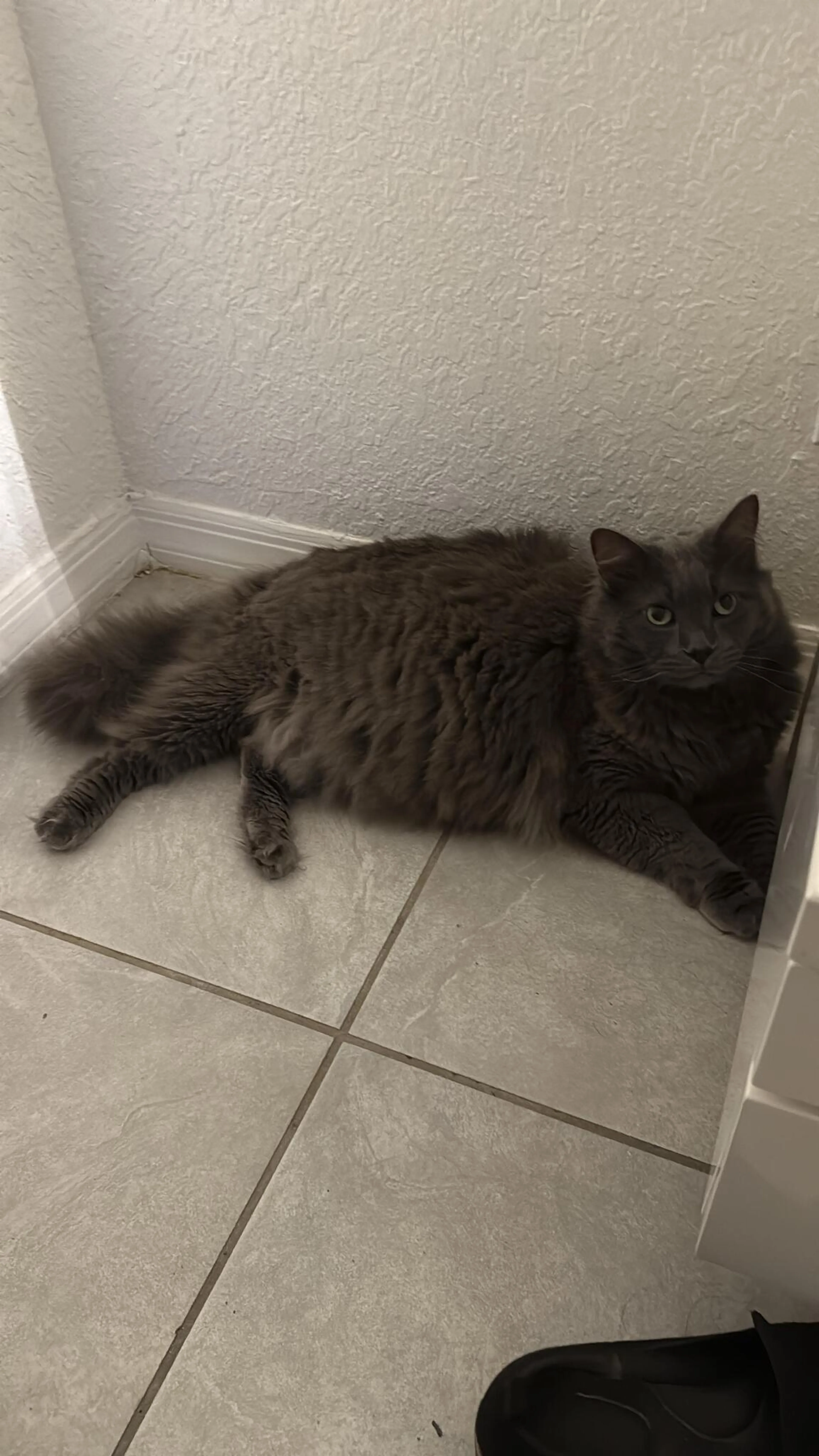 Lost pet