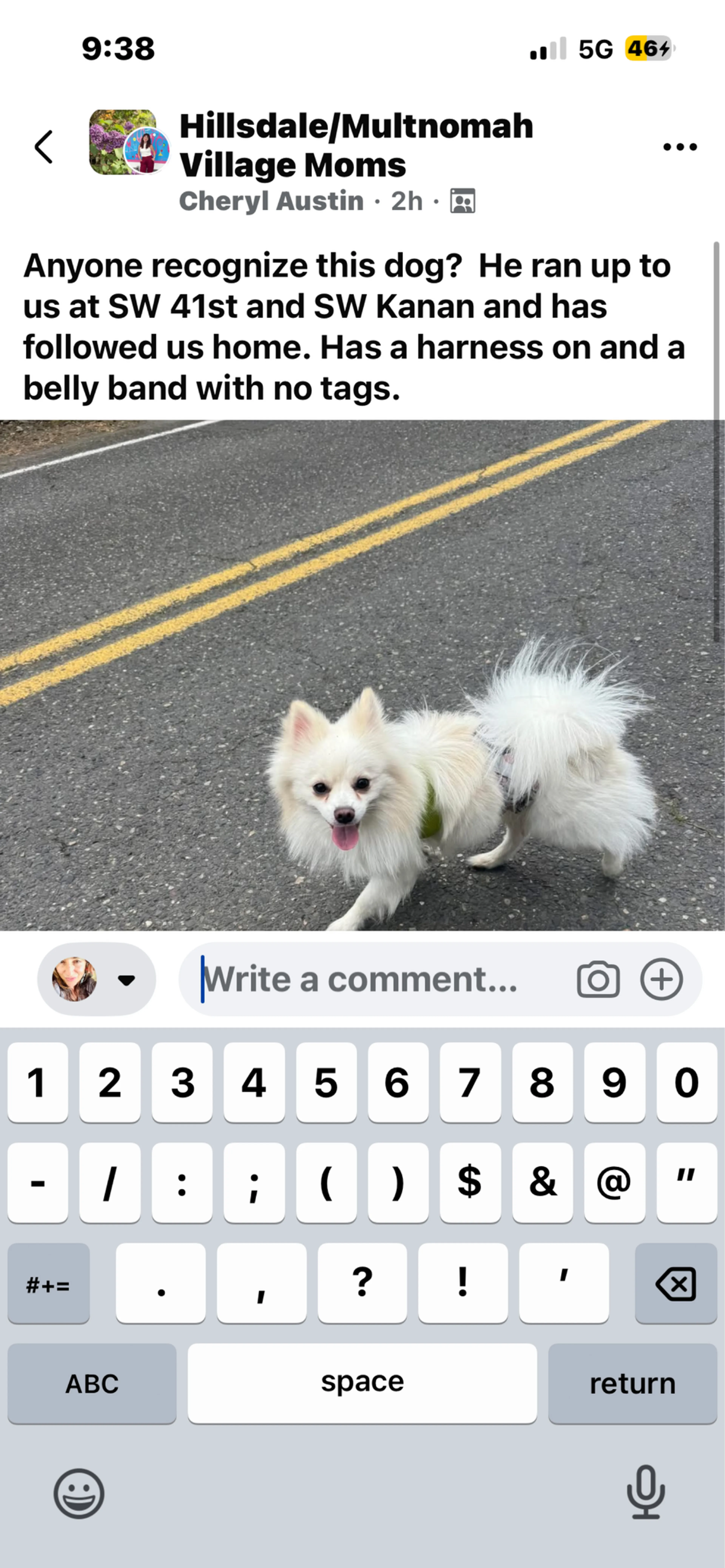Found pet